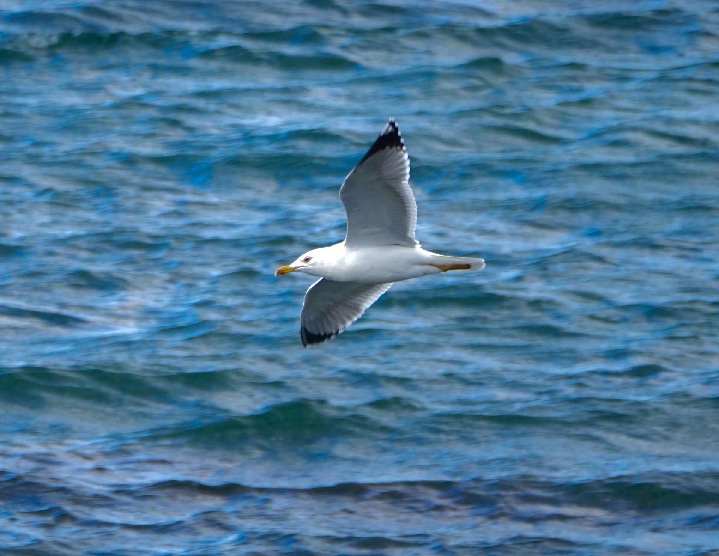 Larus