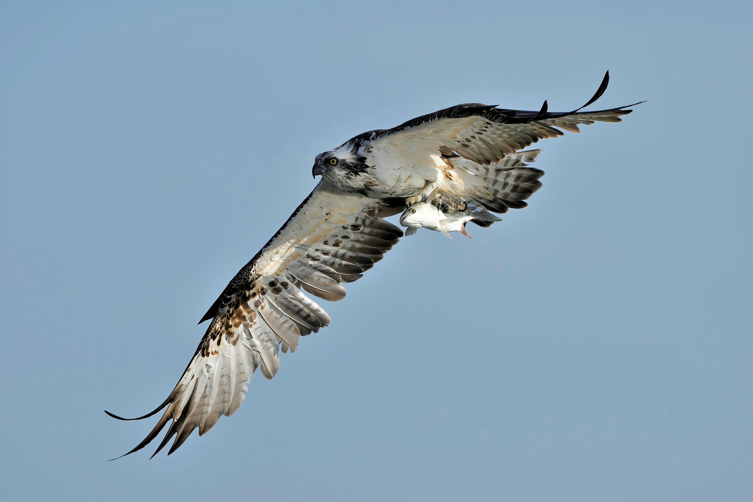 osprey