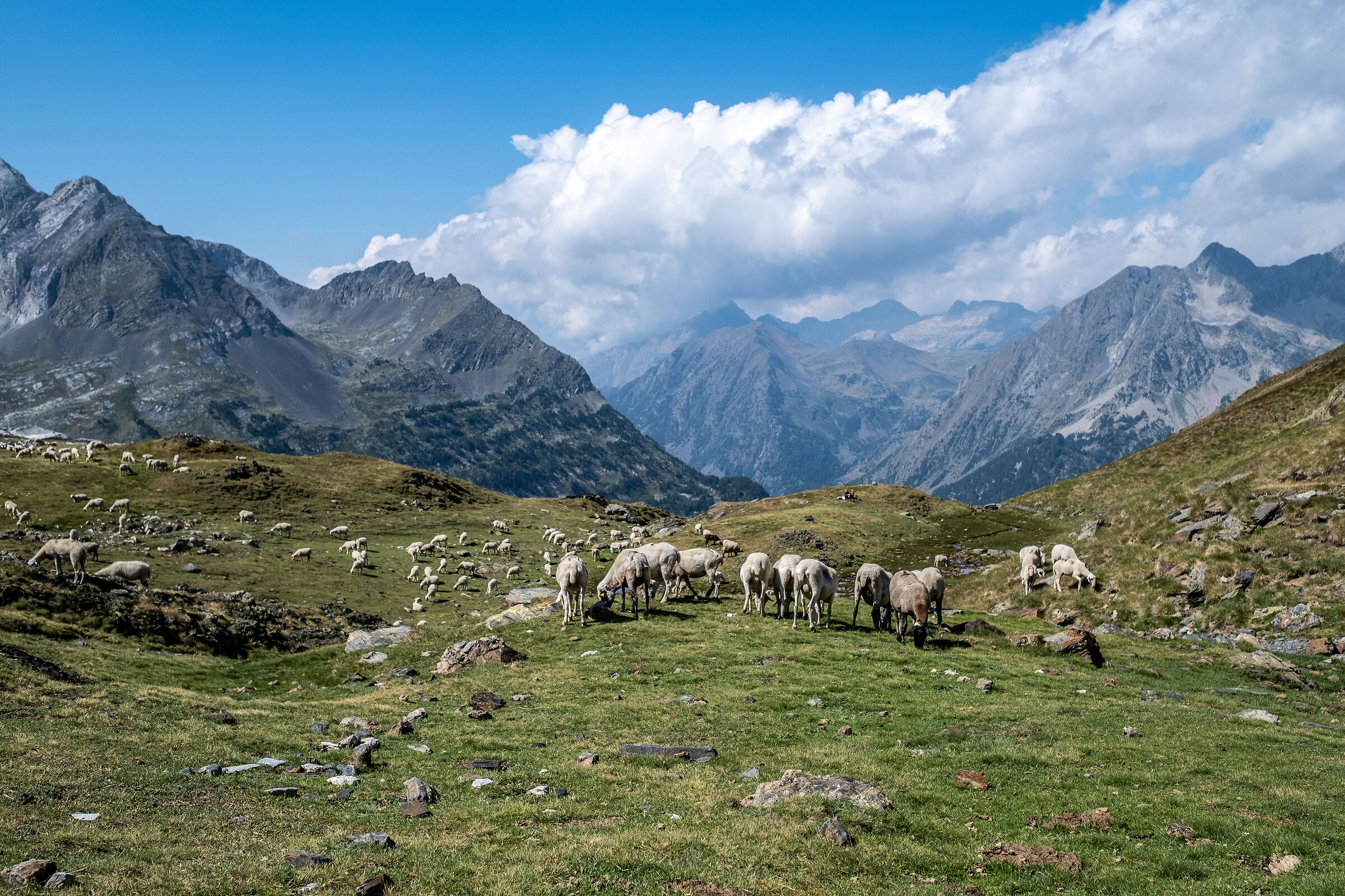 Pascoli nei dintorni del Portillon de Benas