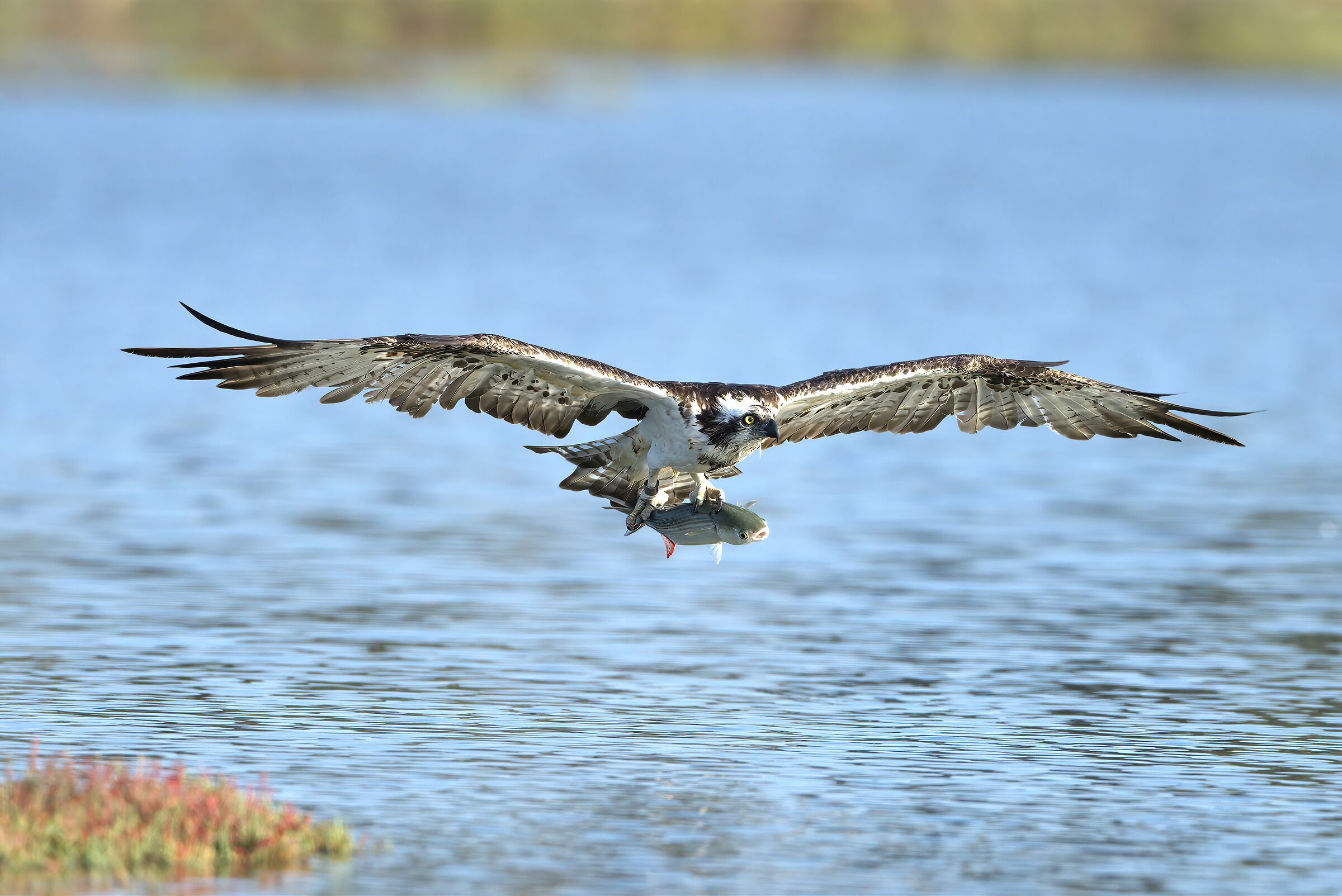 osprey