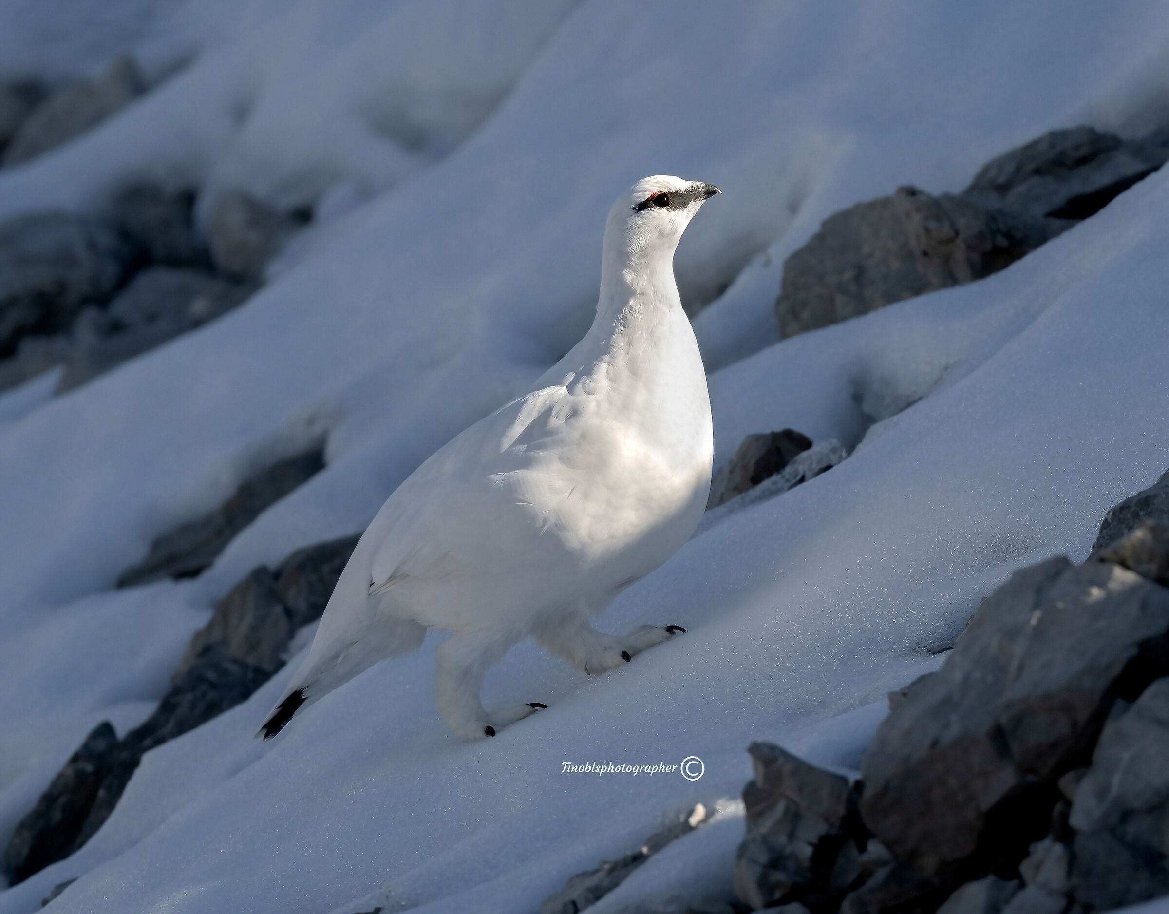 Ptarmigan, (Logopus muta)