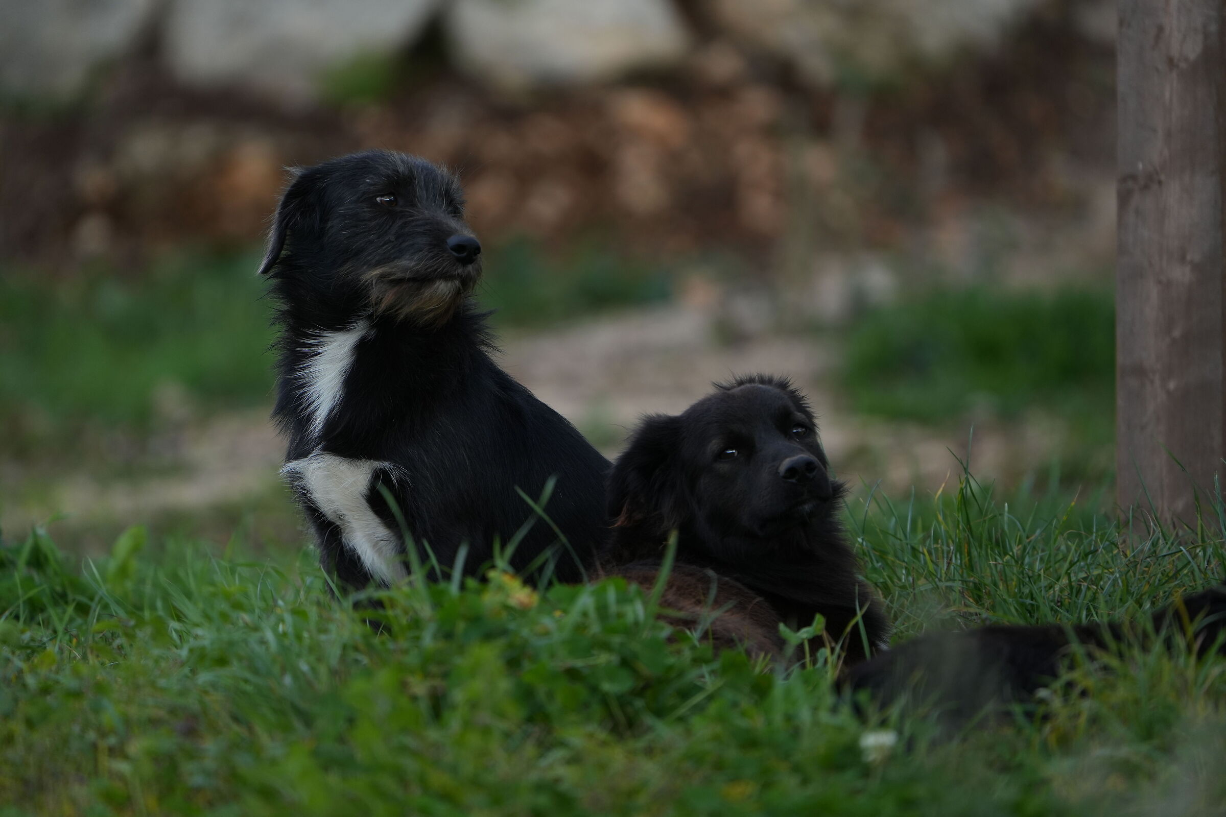 DogsFriends