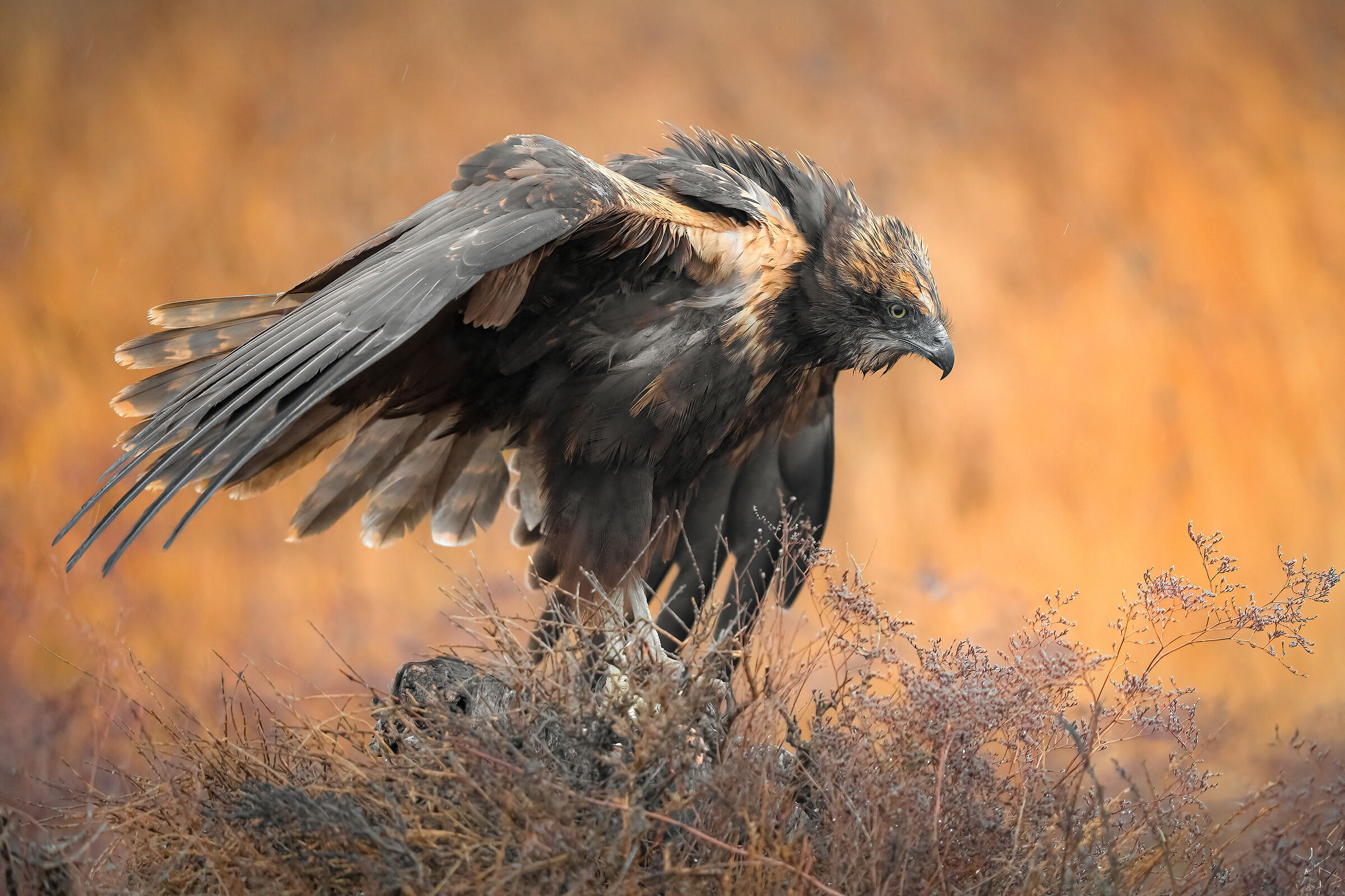 marsh harrier