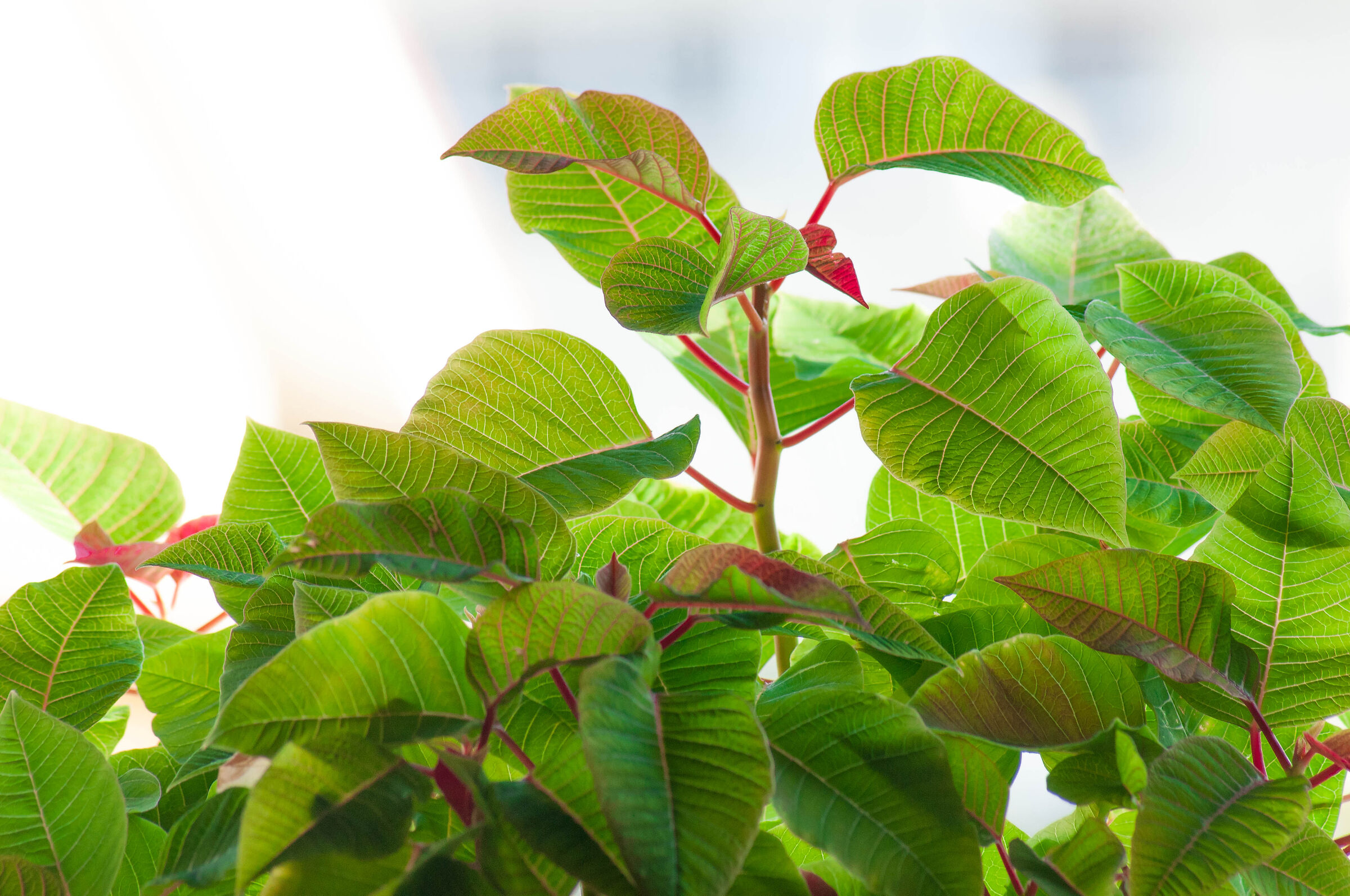 First shades of red...