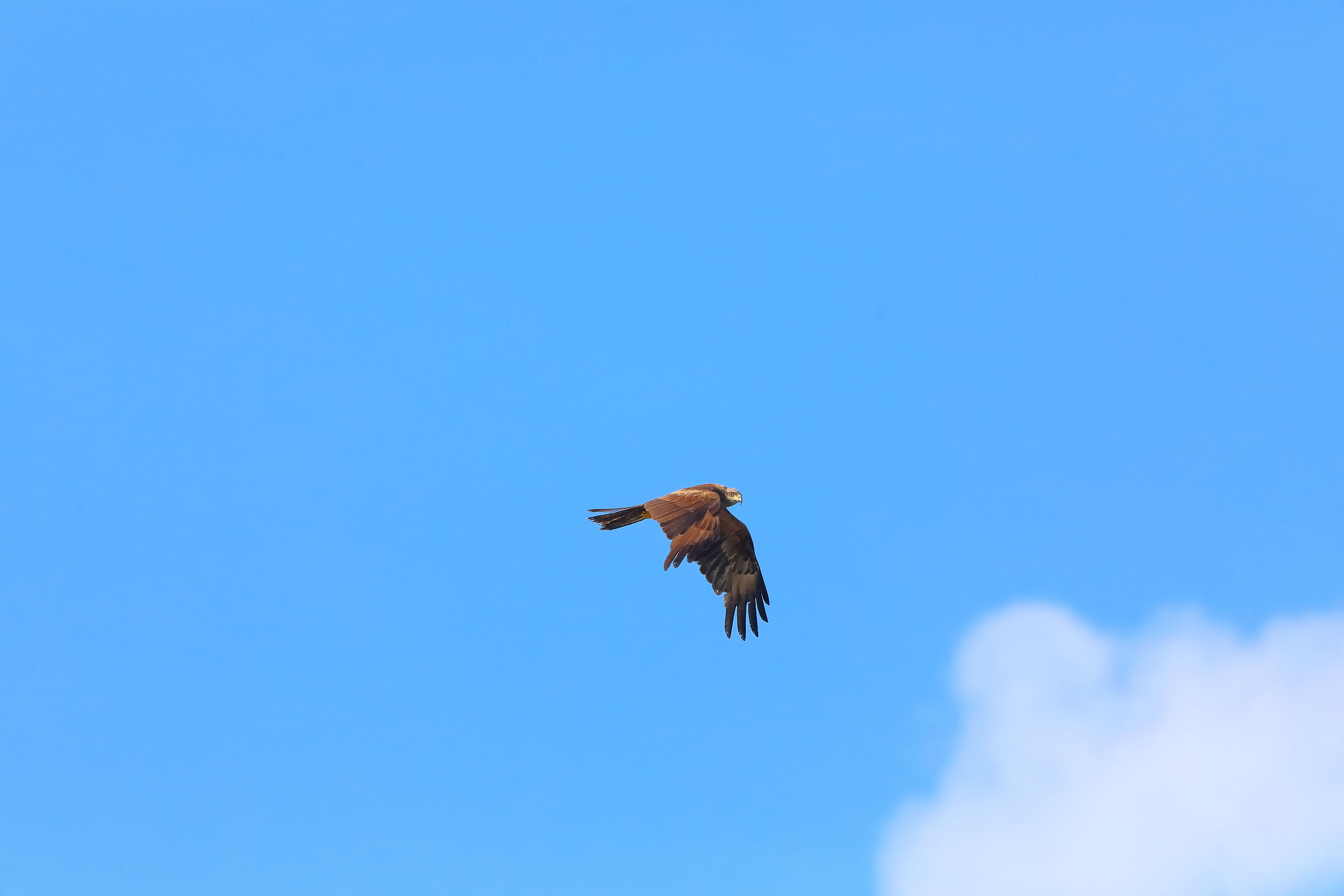 Nibbio bruno 08-08-2022 origine