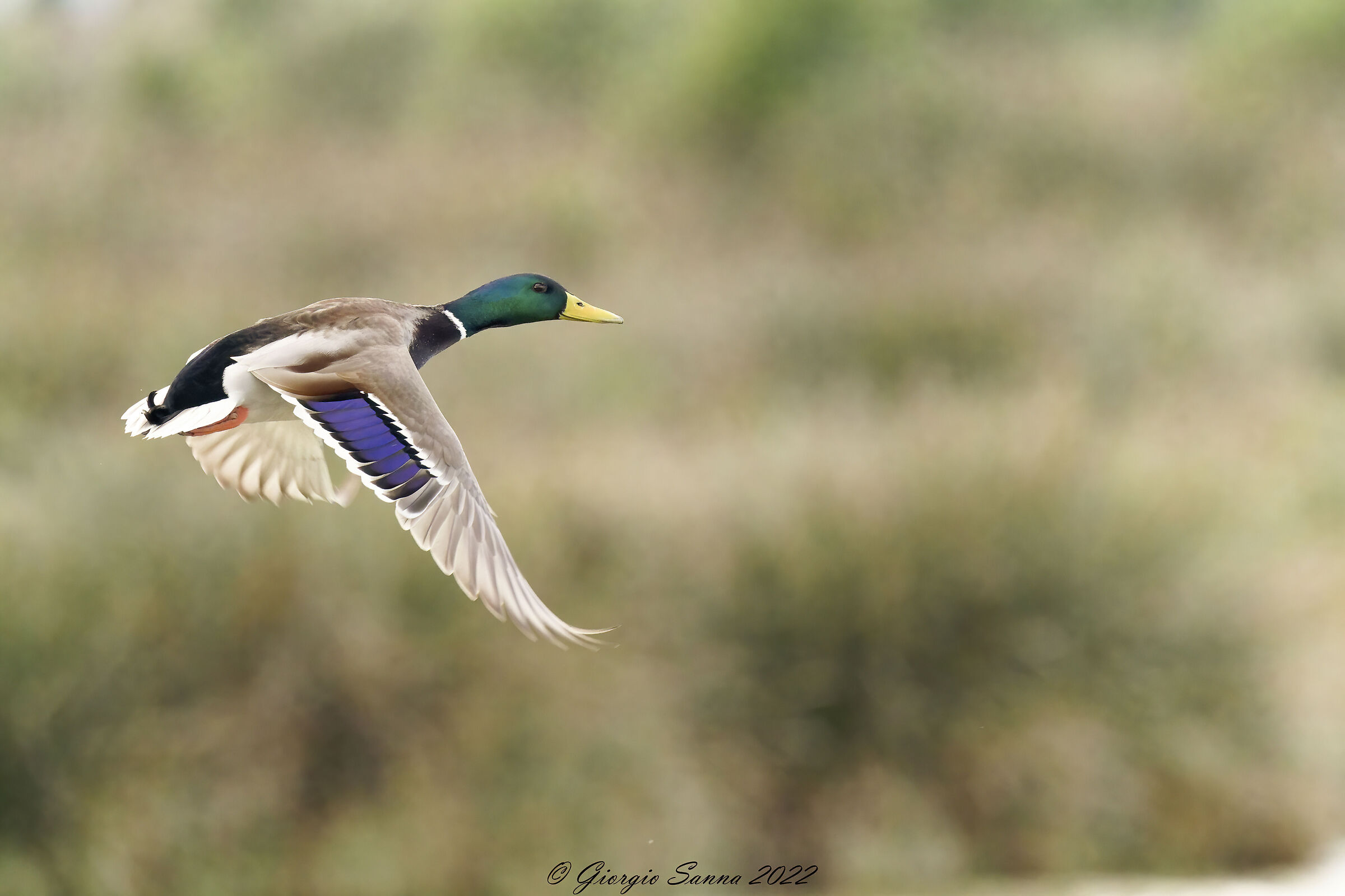 Mallard M