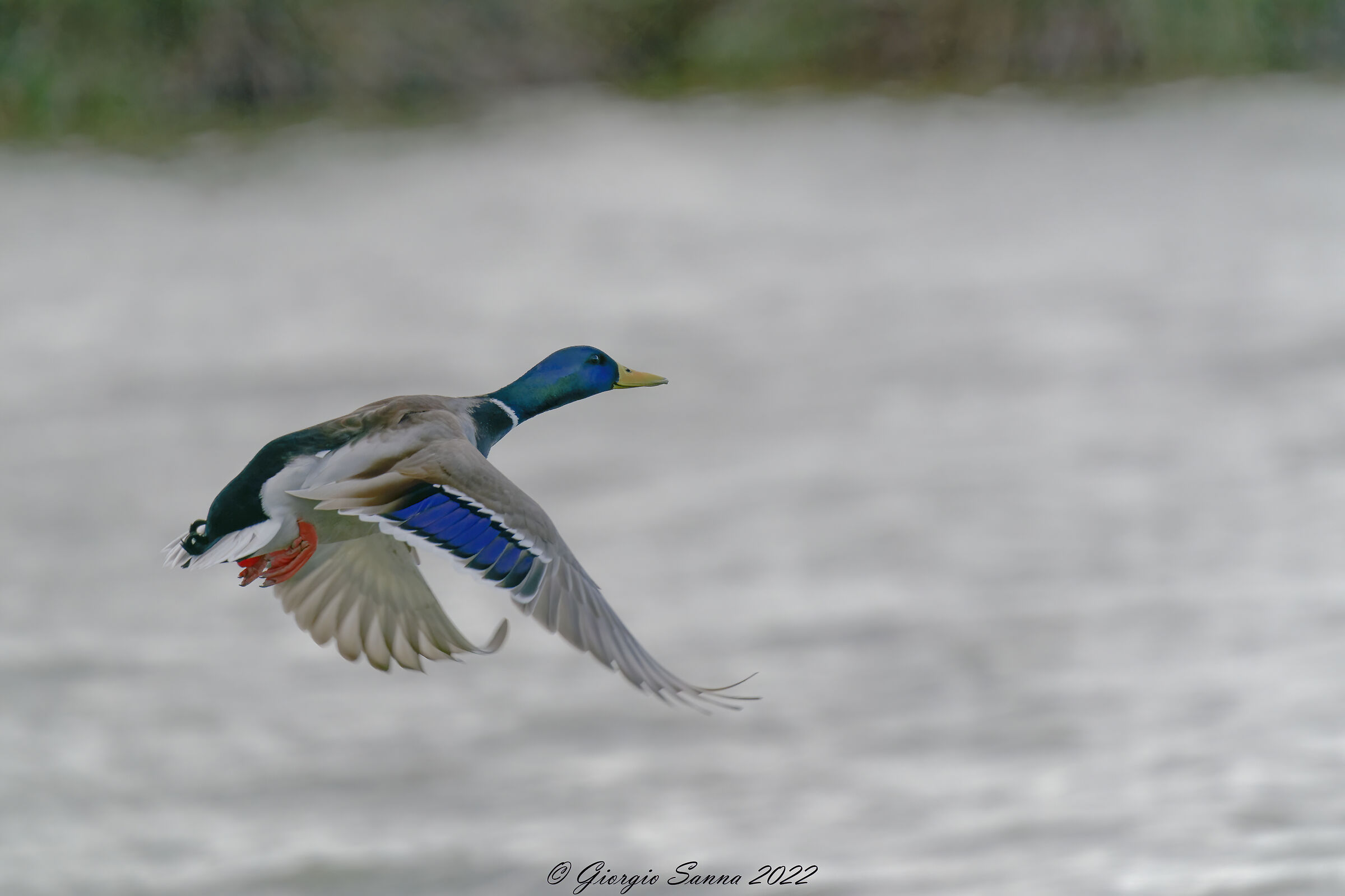 Mallard M