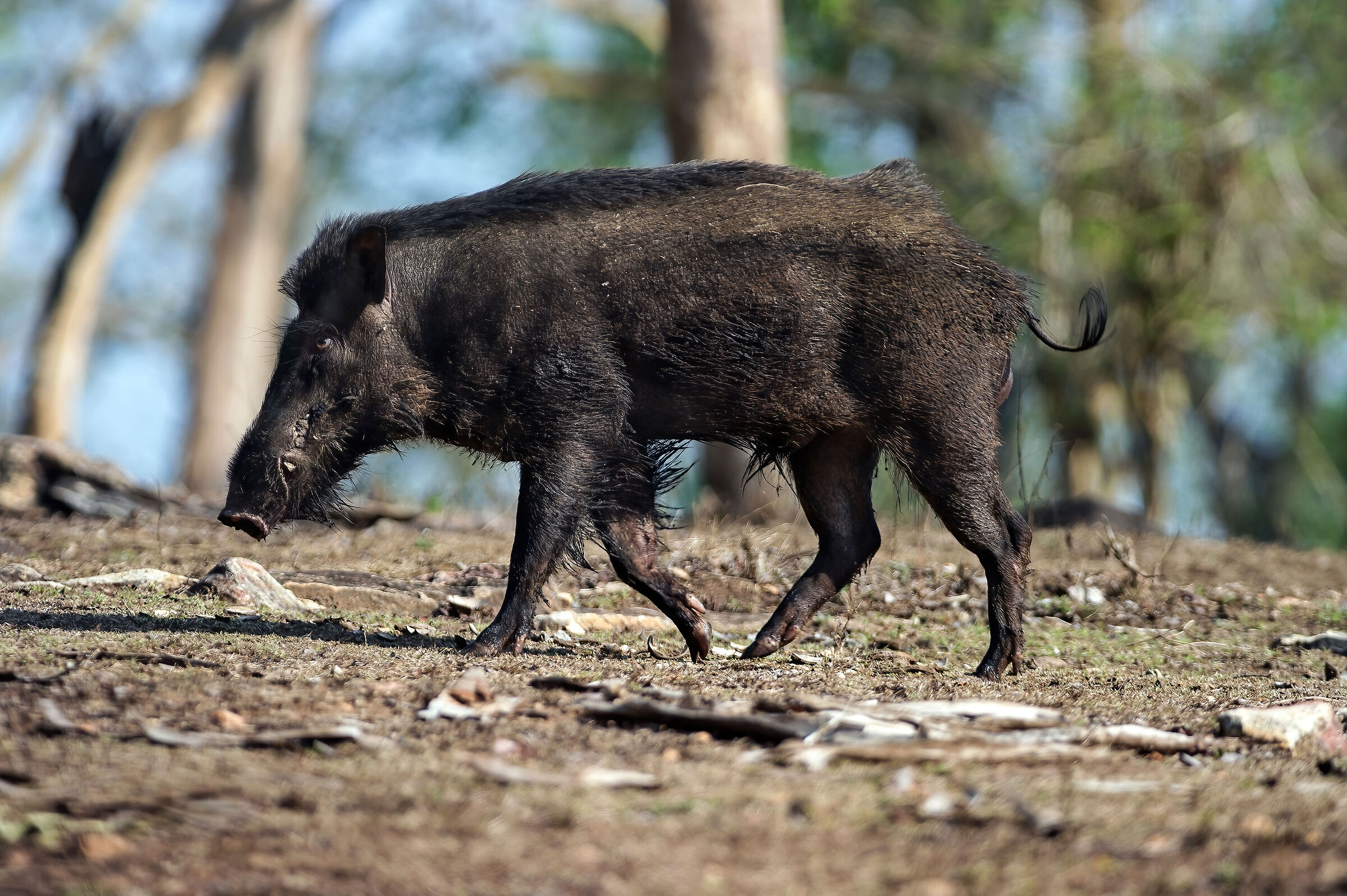 Cinghiale indiano (Sus scrofa cristatus)