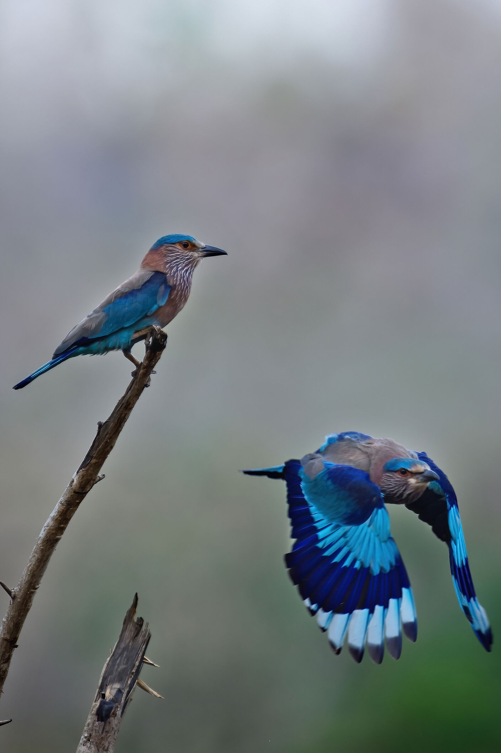 Ghiandaie marine indiane (Coracias benghalensis)