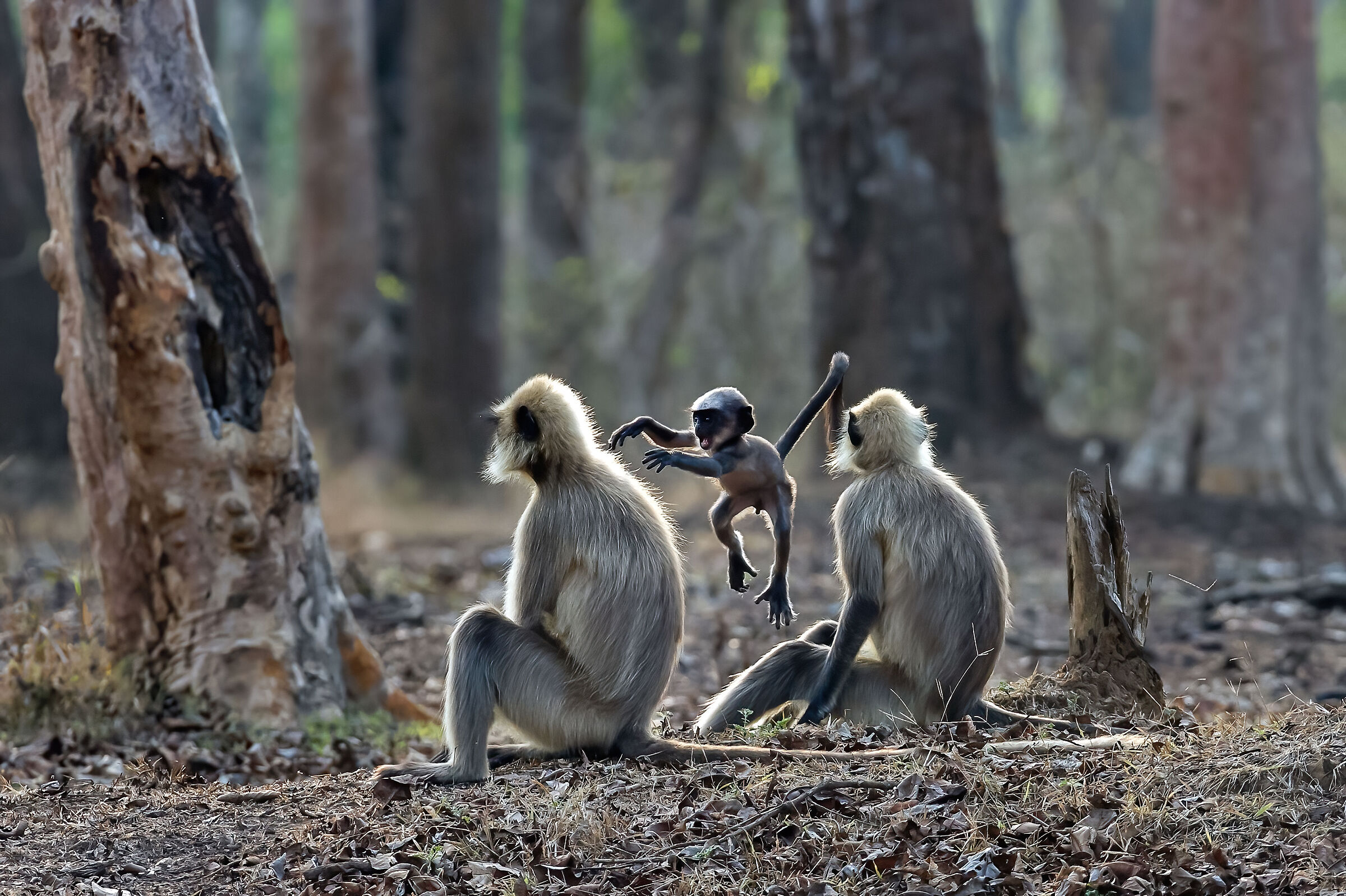 Entelli (Semnopithecus entellus)