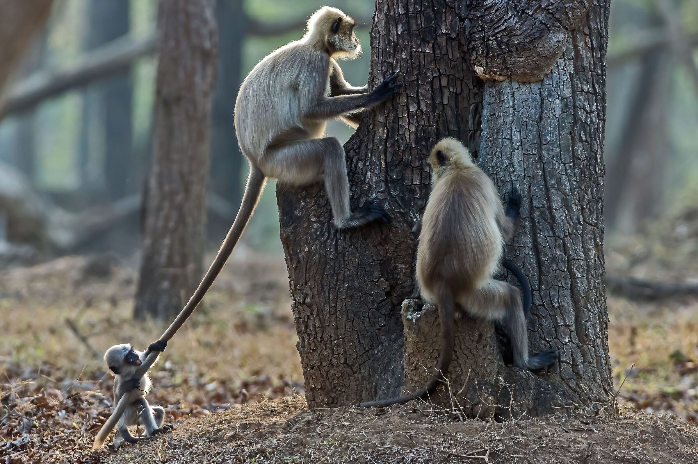 Entelli (Semnopithecus entellus)