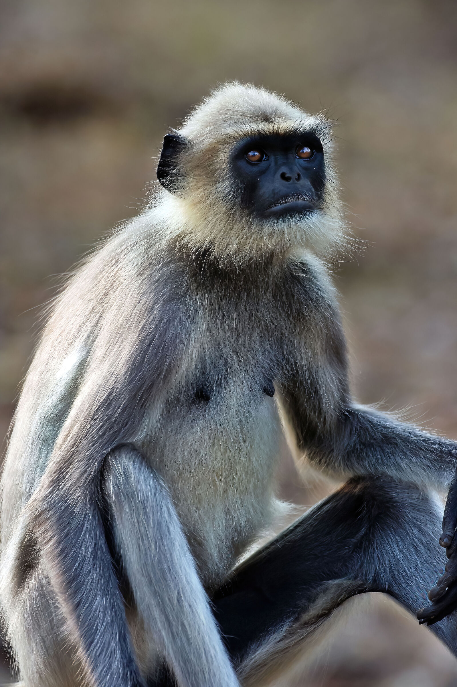 Entello (Semnopithecus entellus)