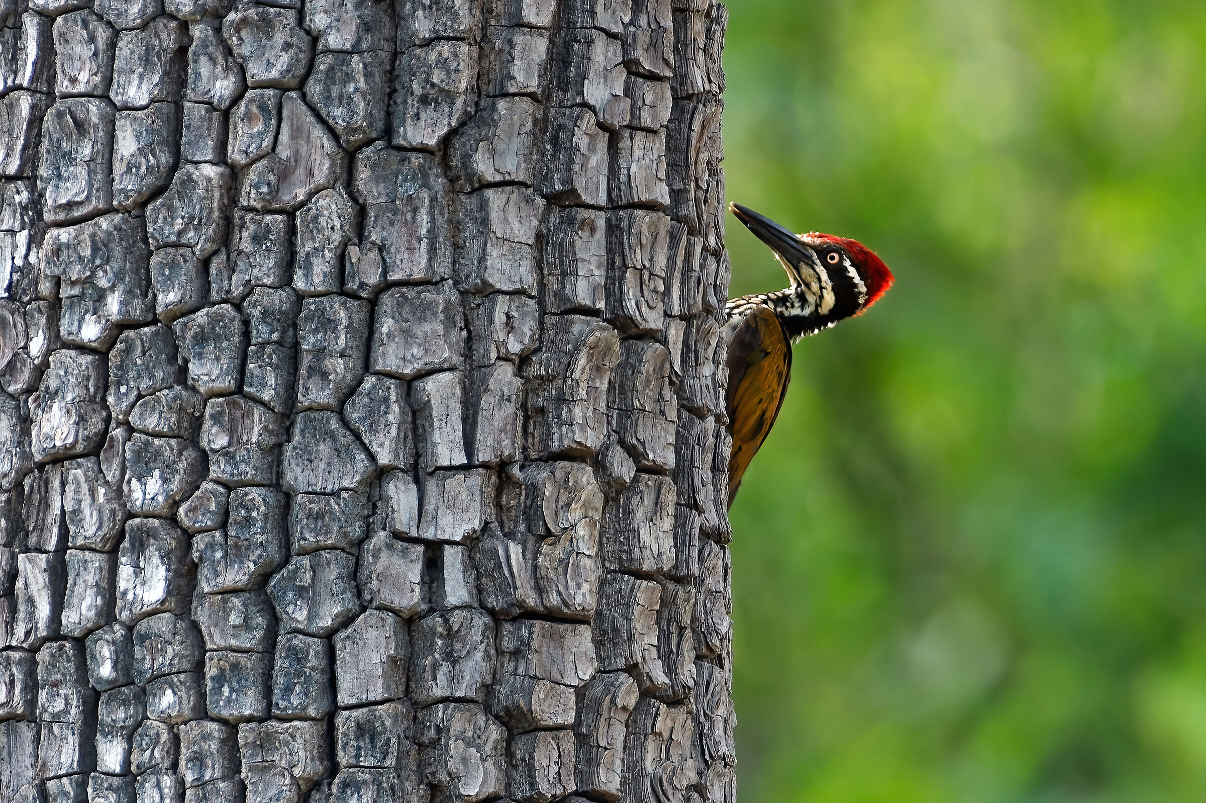 Picchio dorsodorato (Dinopium benghalense)