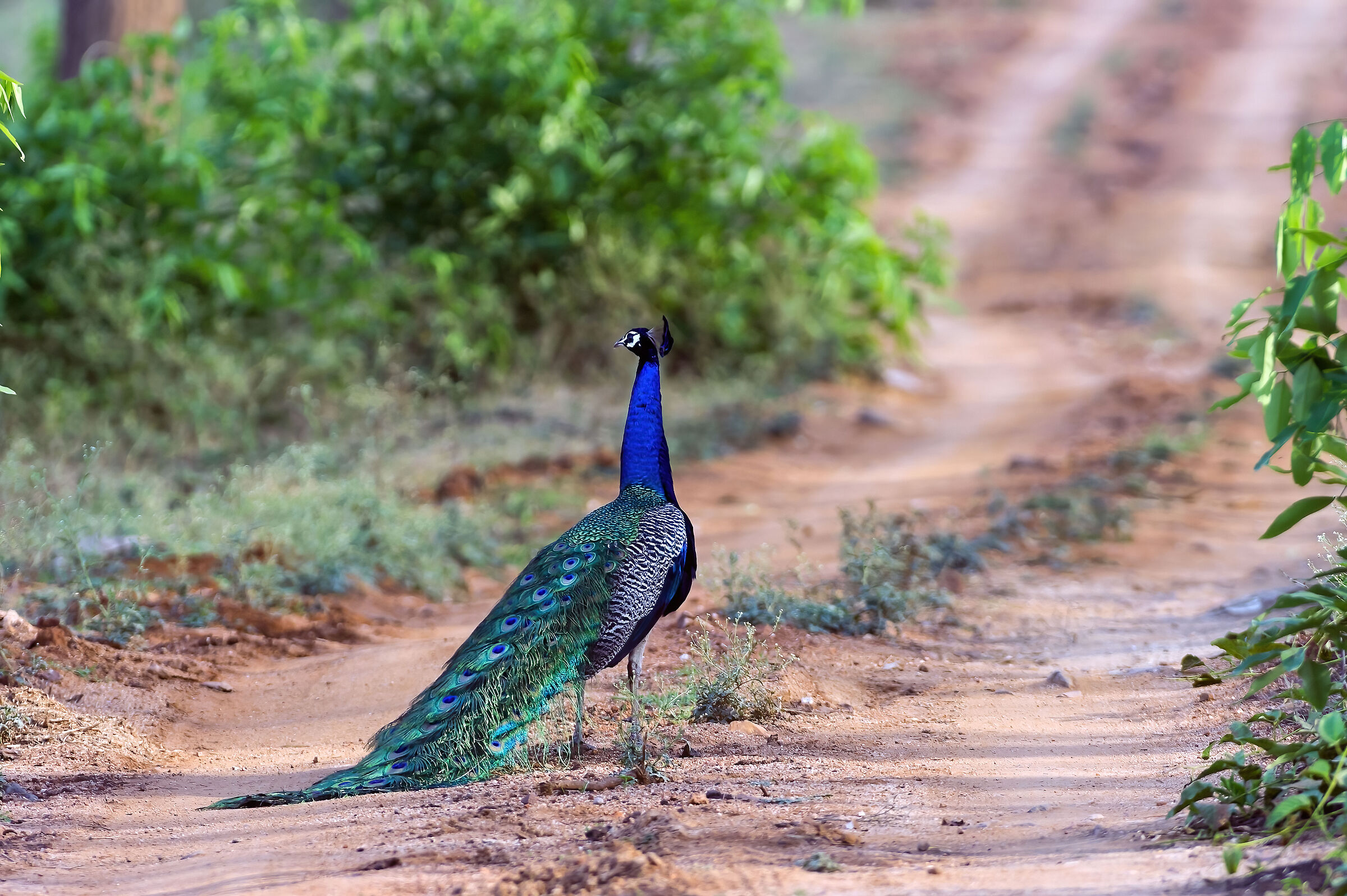 Pavone (Pavo cristatus)