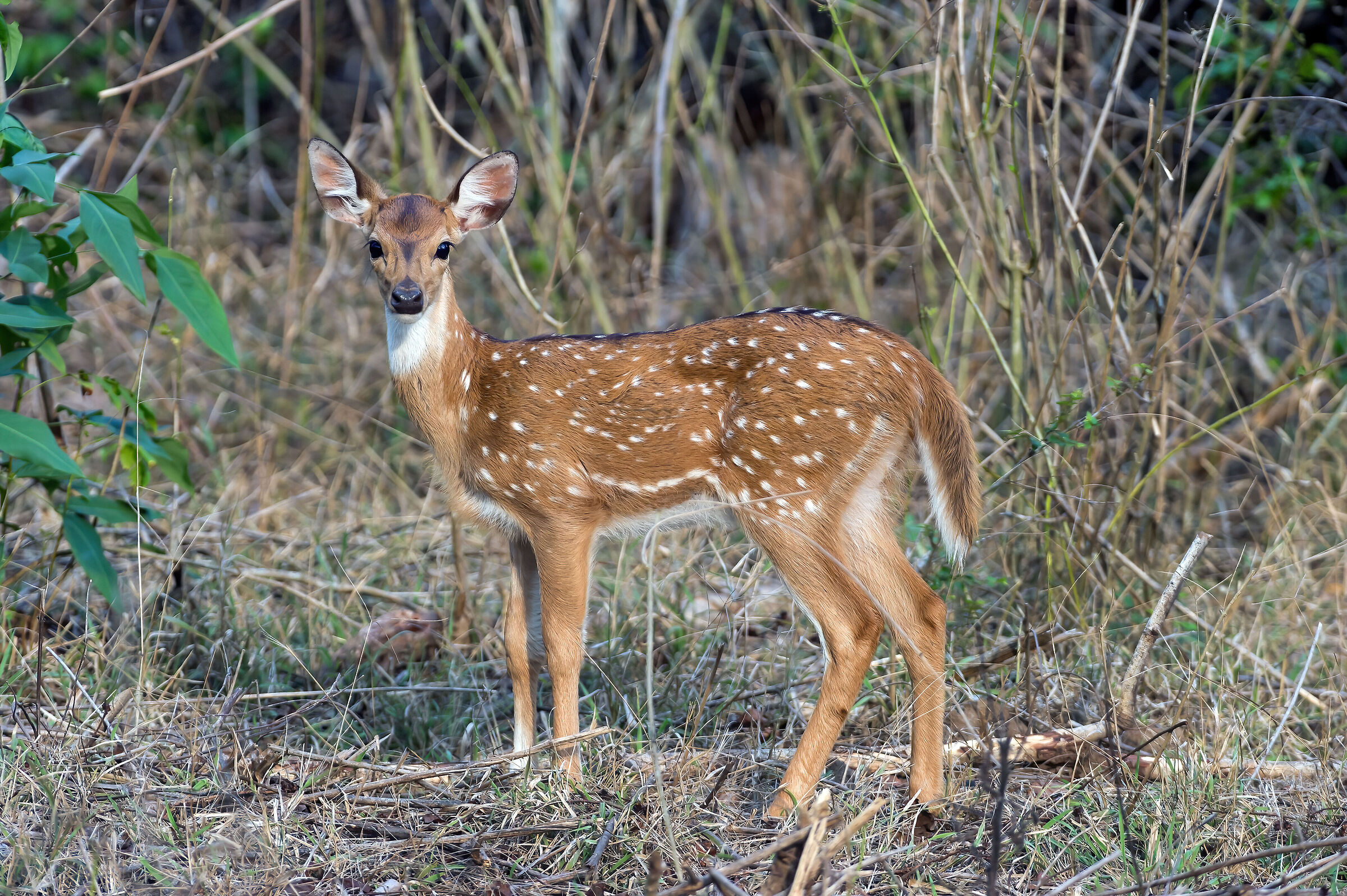 Cervo pomellato (Axis axis) juv.
