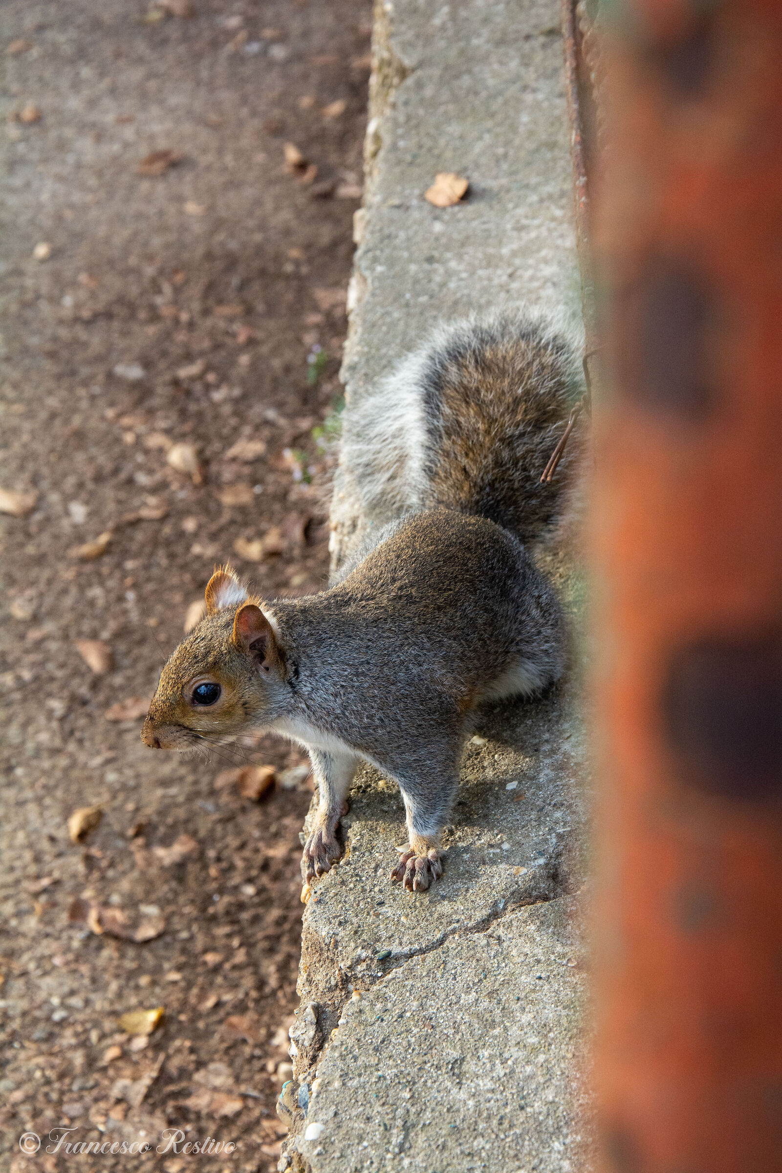 Scoiattolo 2