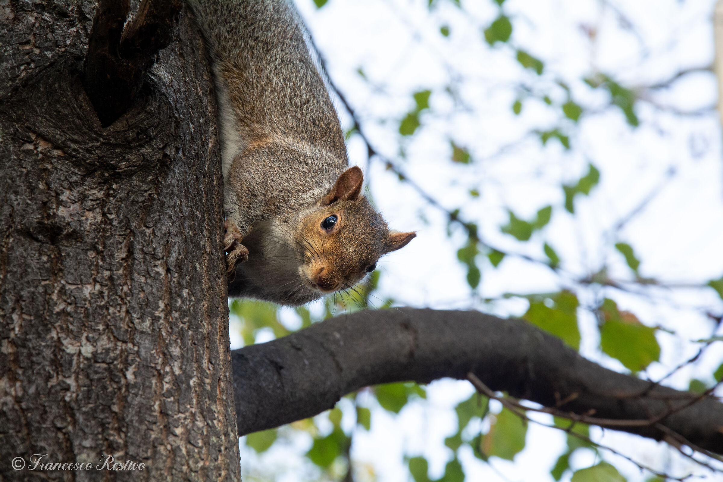 Scoiattolo 3