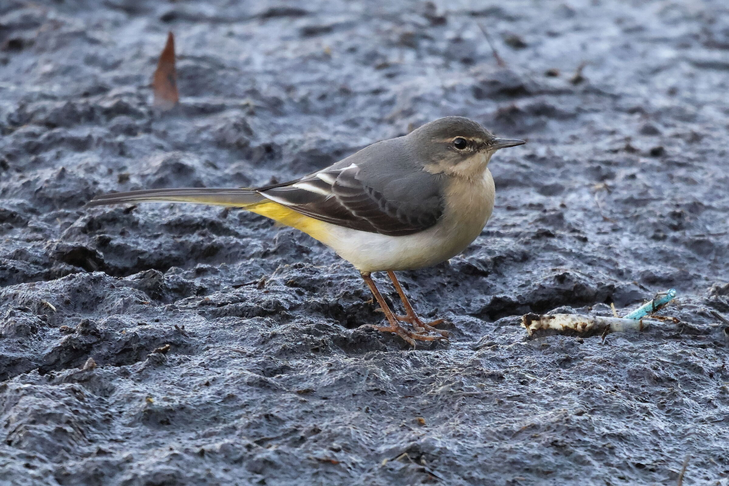 grey wagtail