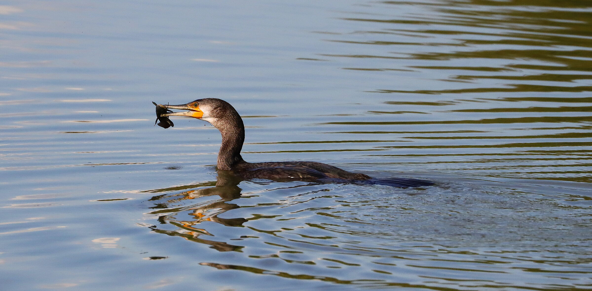 Cormorano: ora mangio!