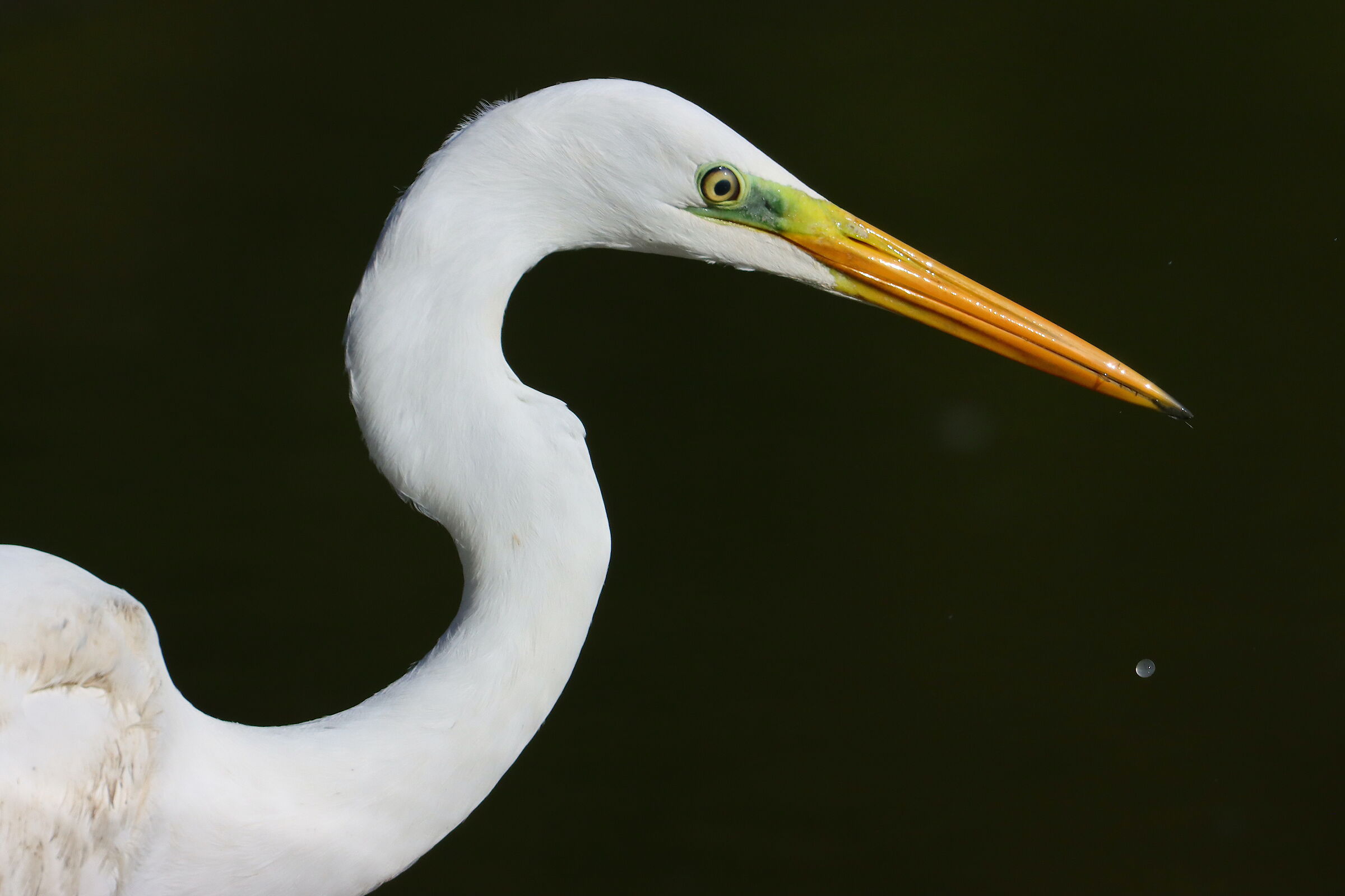 Ritratto di Ardea alba