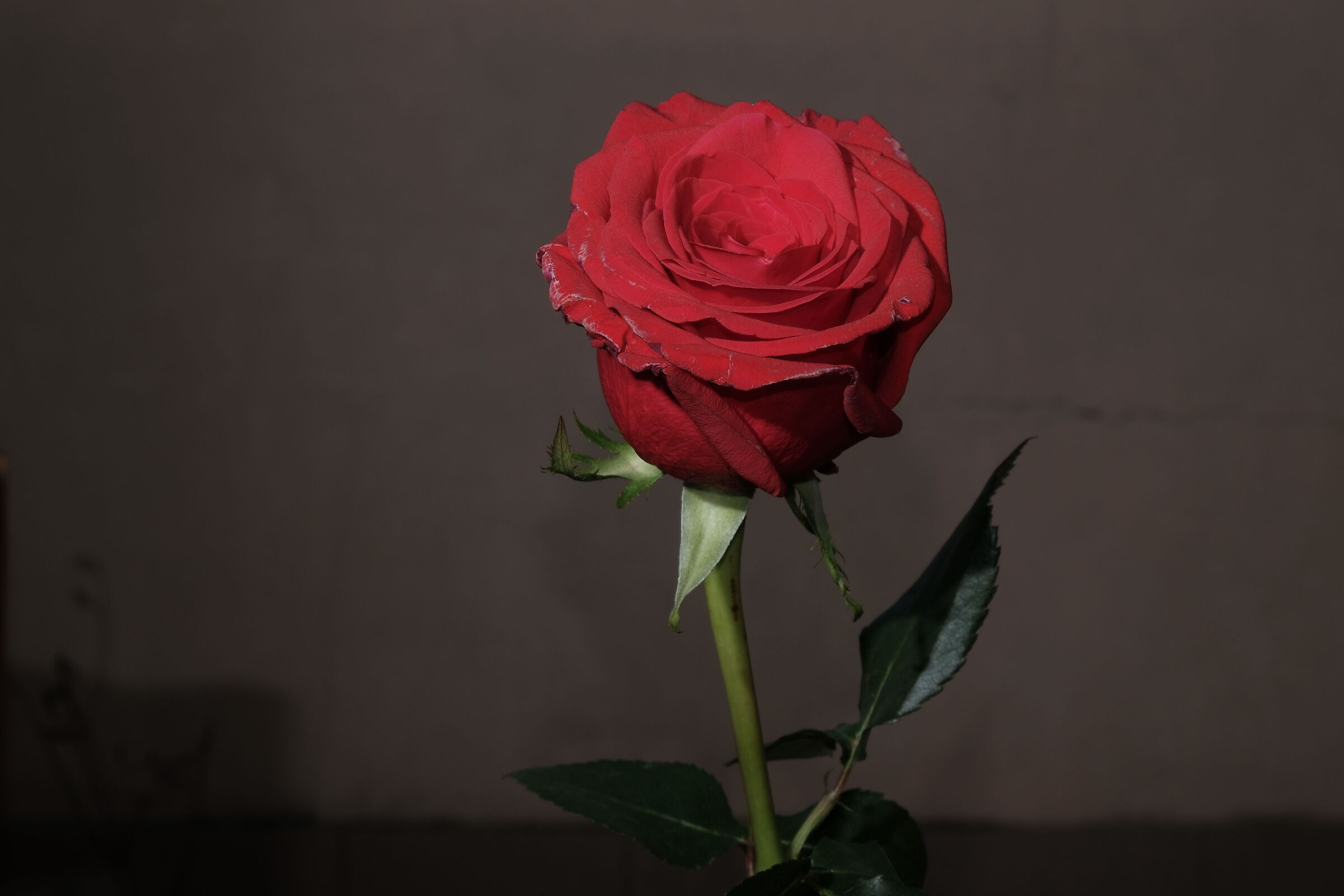 Red Rose 2