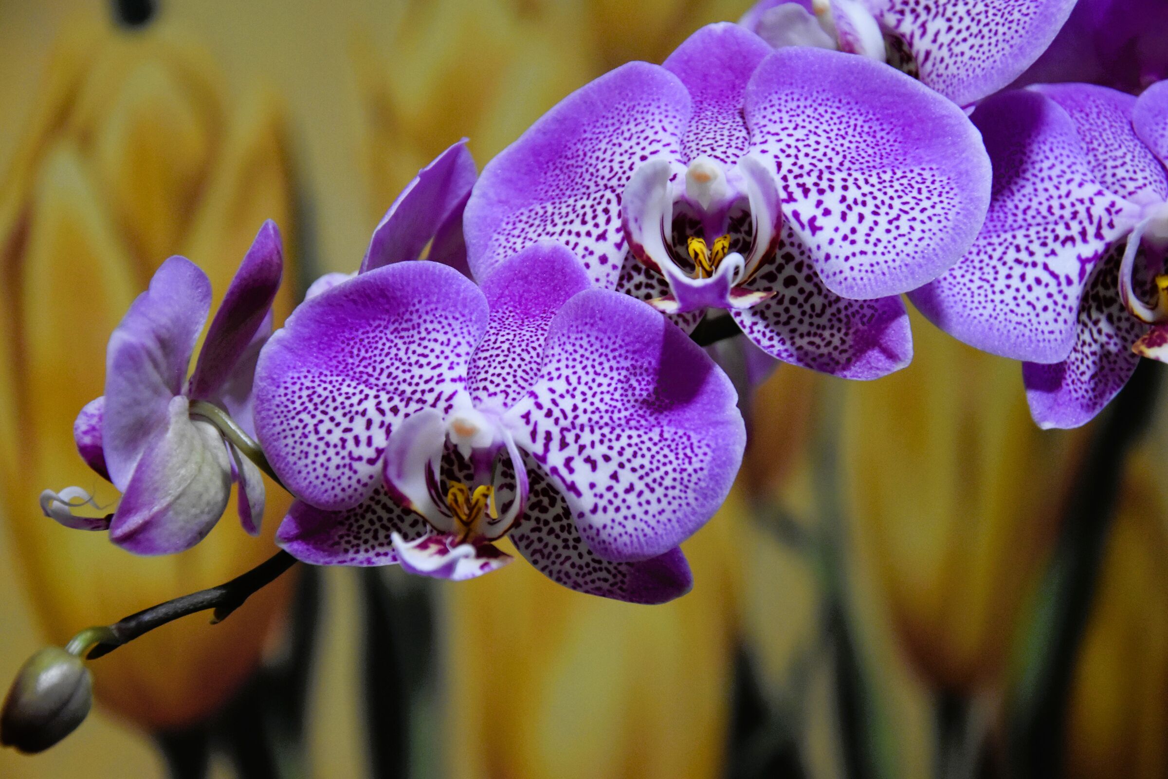 orchidea phalaenopsis