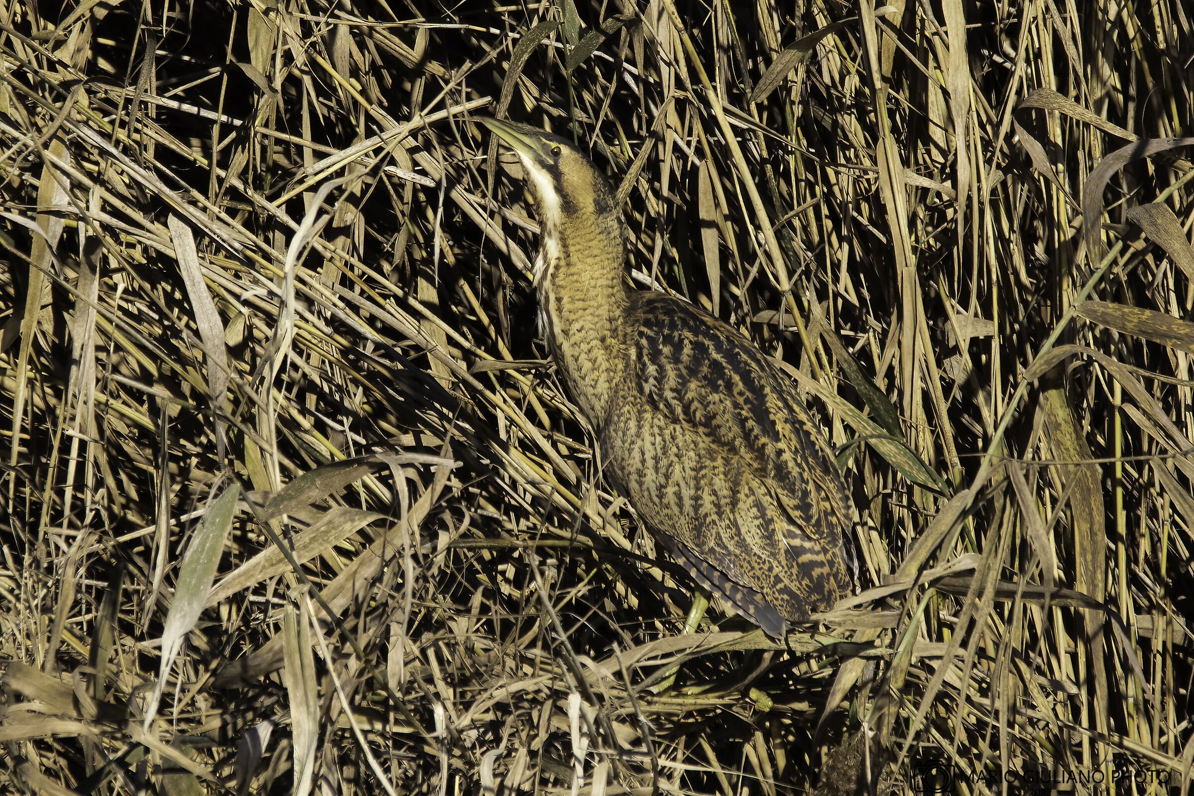 The mimicry of bittern