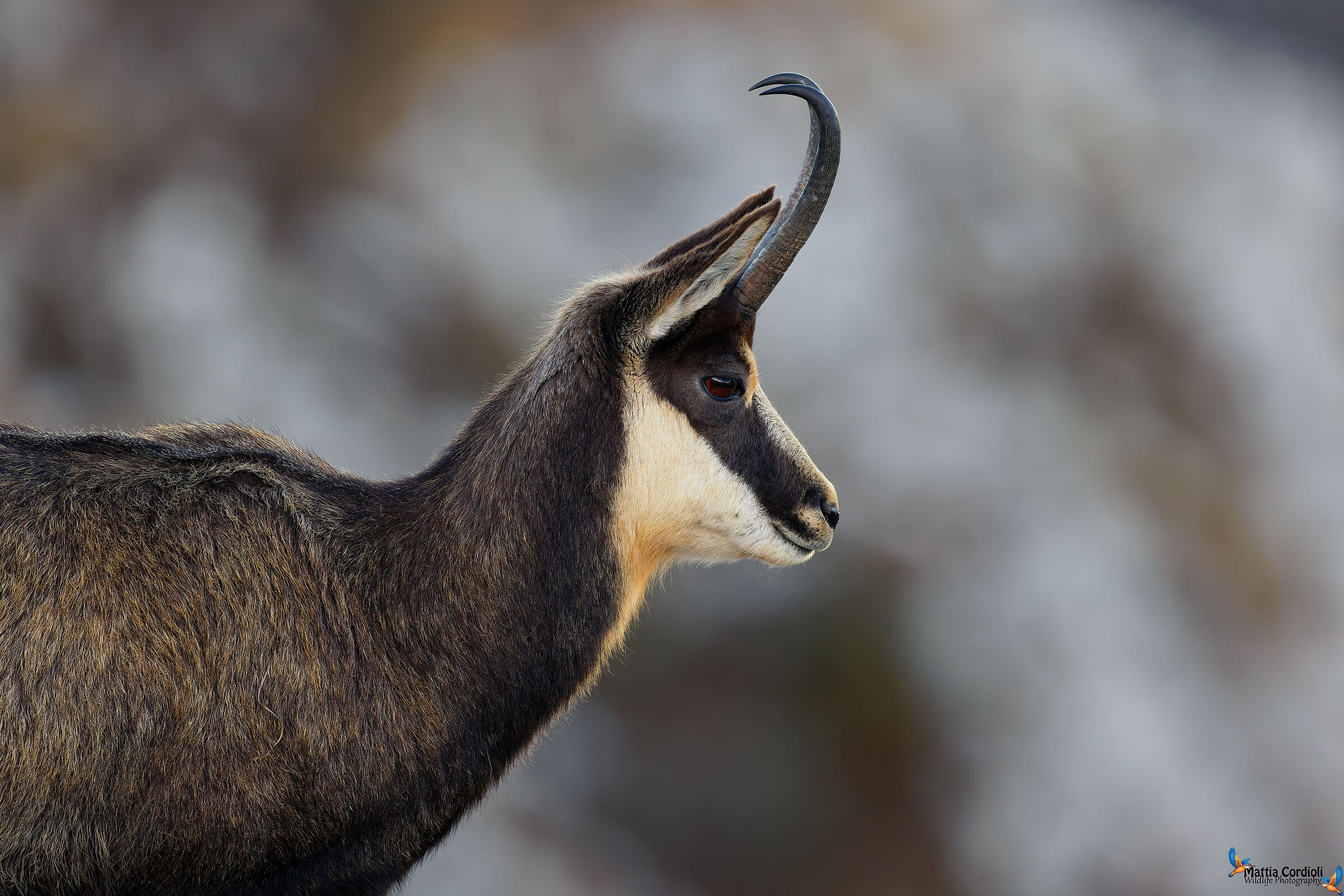 chamois portrait