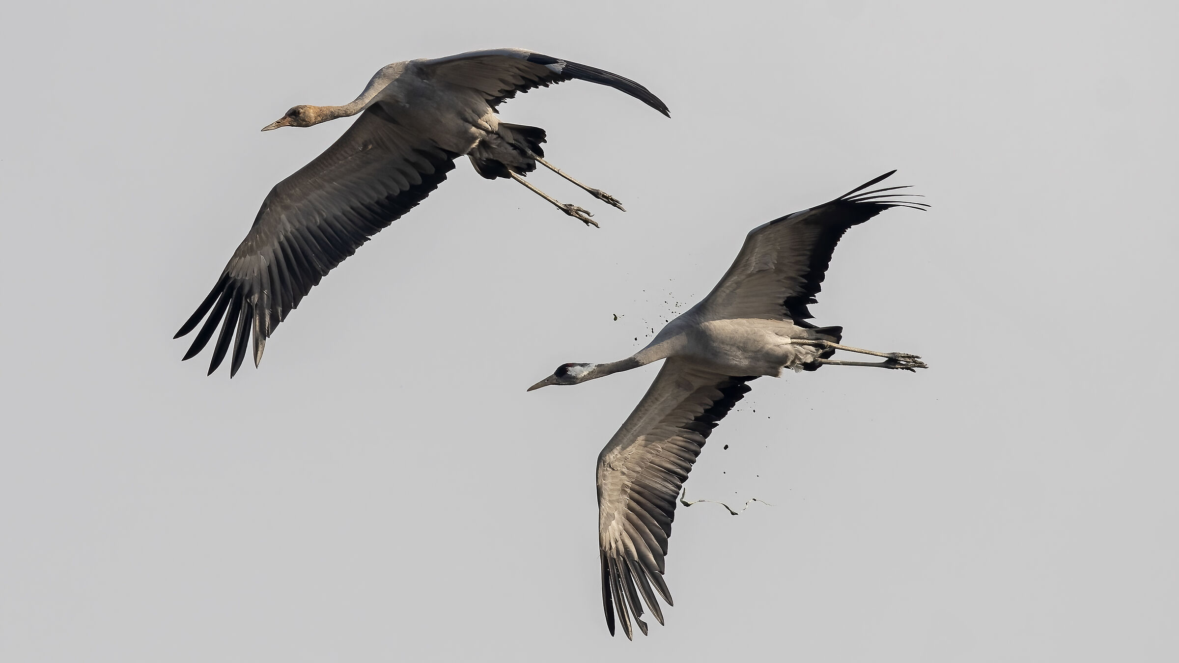 Gru - Passare sotto nel momento sbagliato