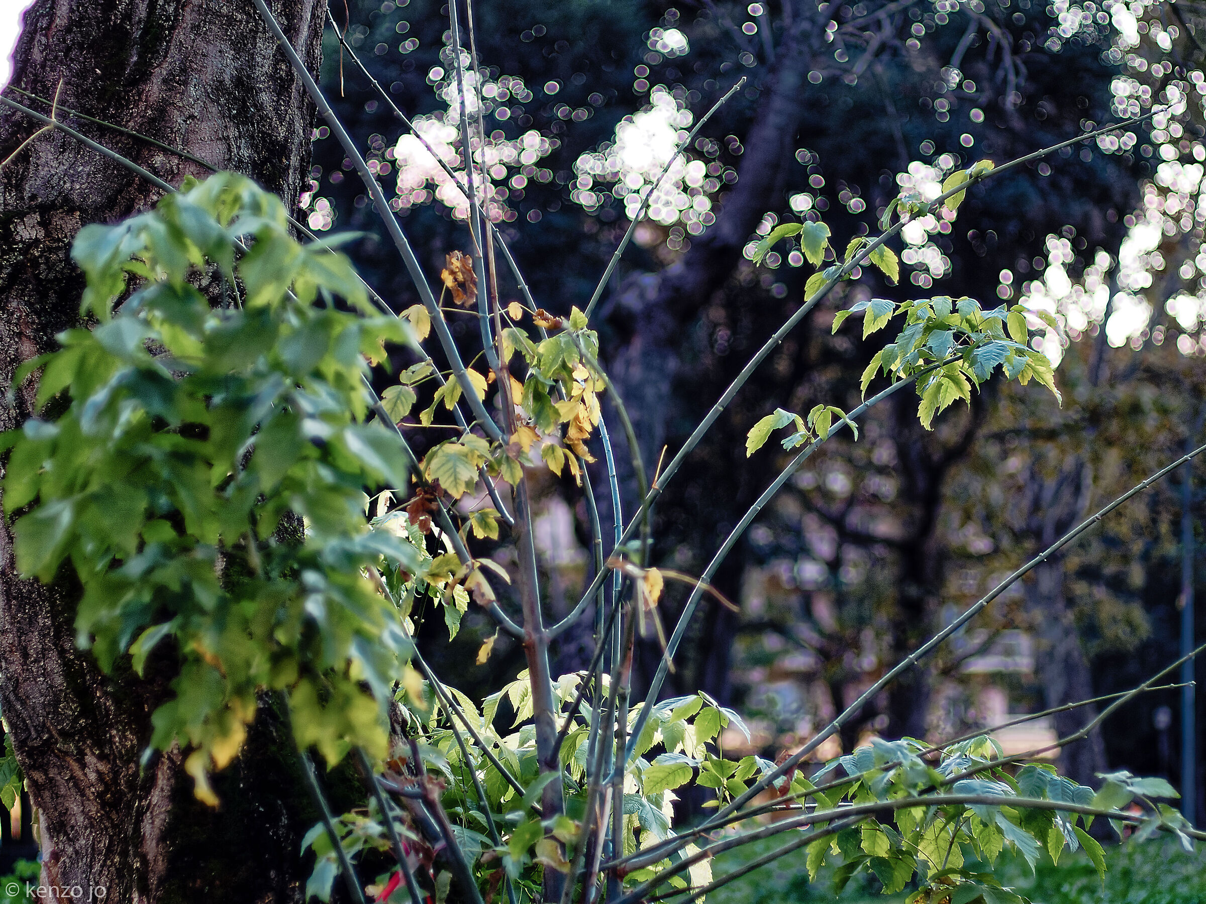 Crepuscolo nel parco