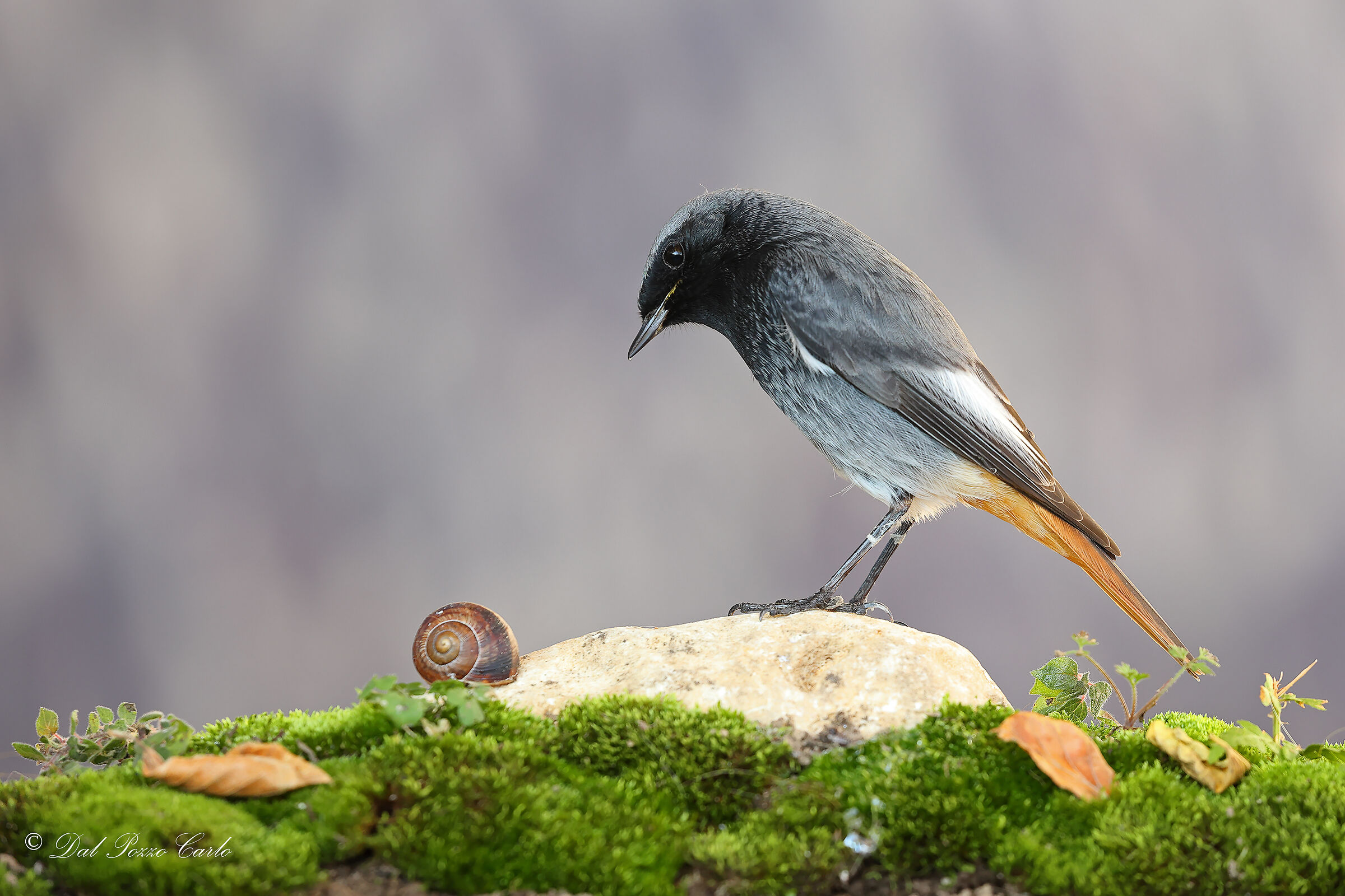 The perplexity of the redstart