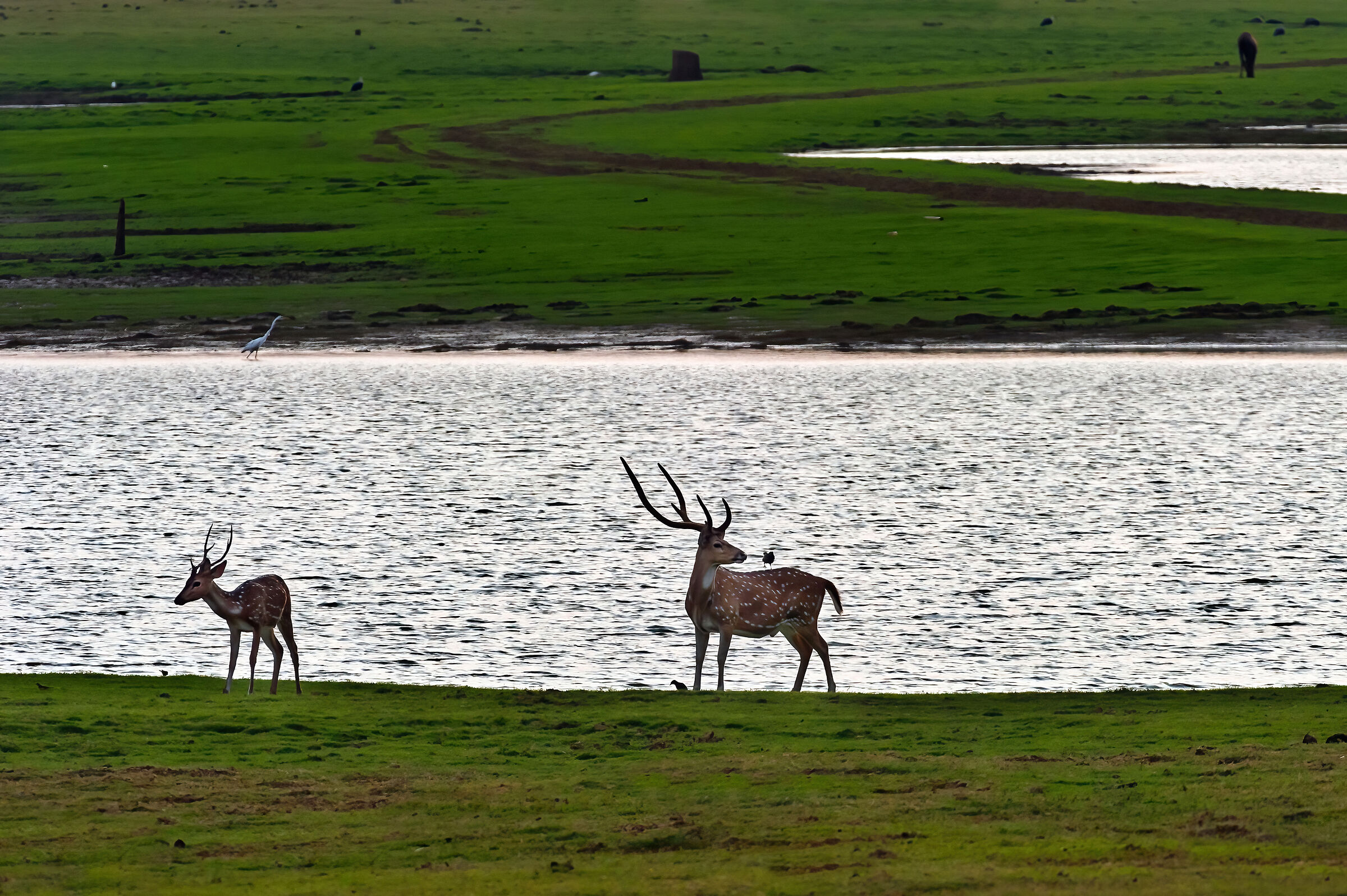 Cervi pomellati lungo il fiume Kabini
