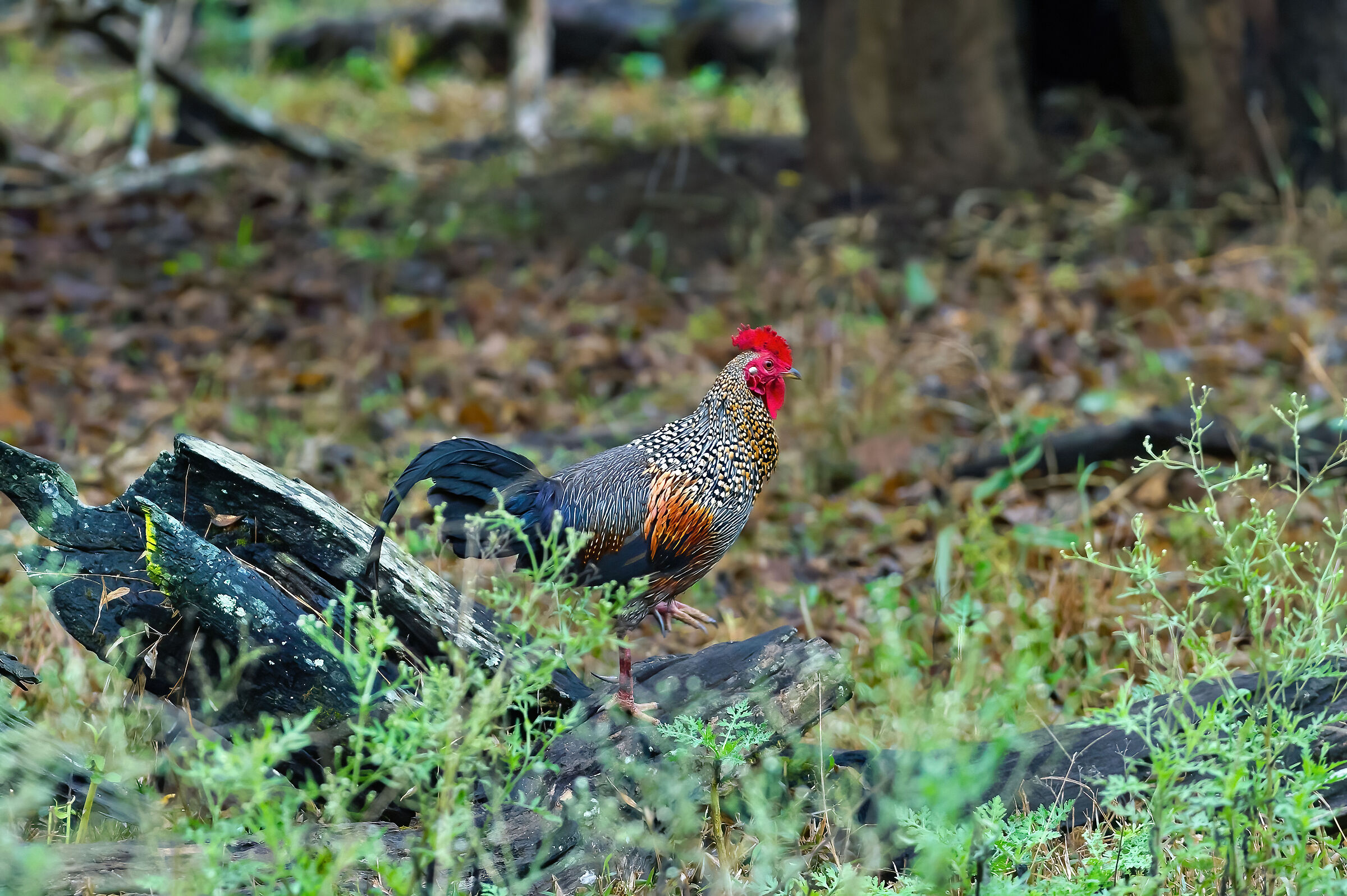 Gallo di boscaglia (Gallus sonneratii)