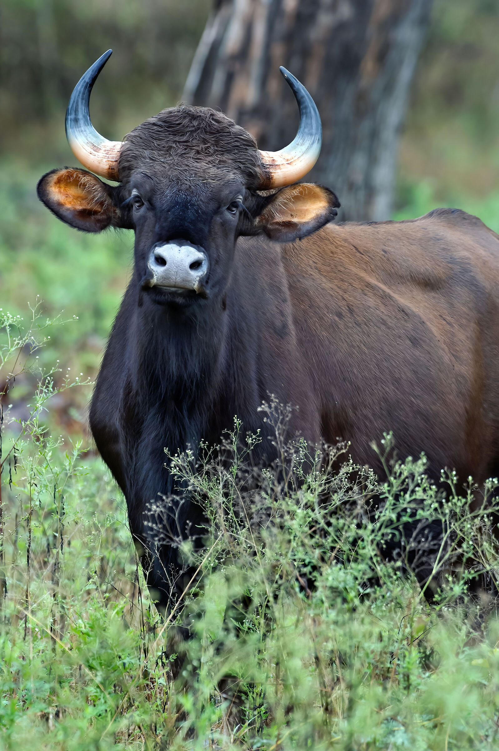 Bisonte indiano (Bos gaurus)