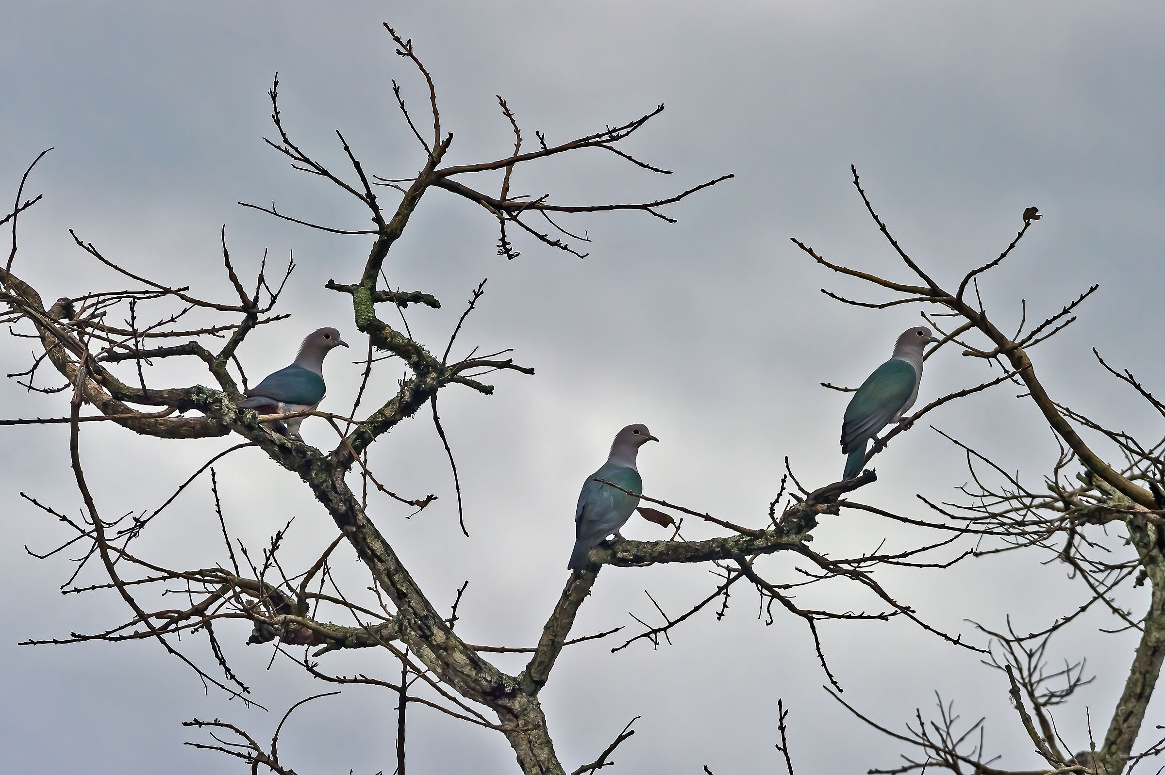 Tortore (Ducula aenea)