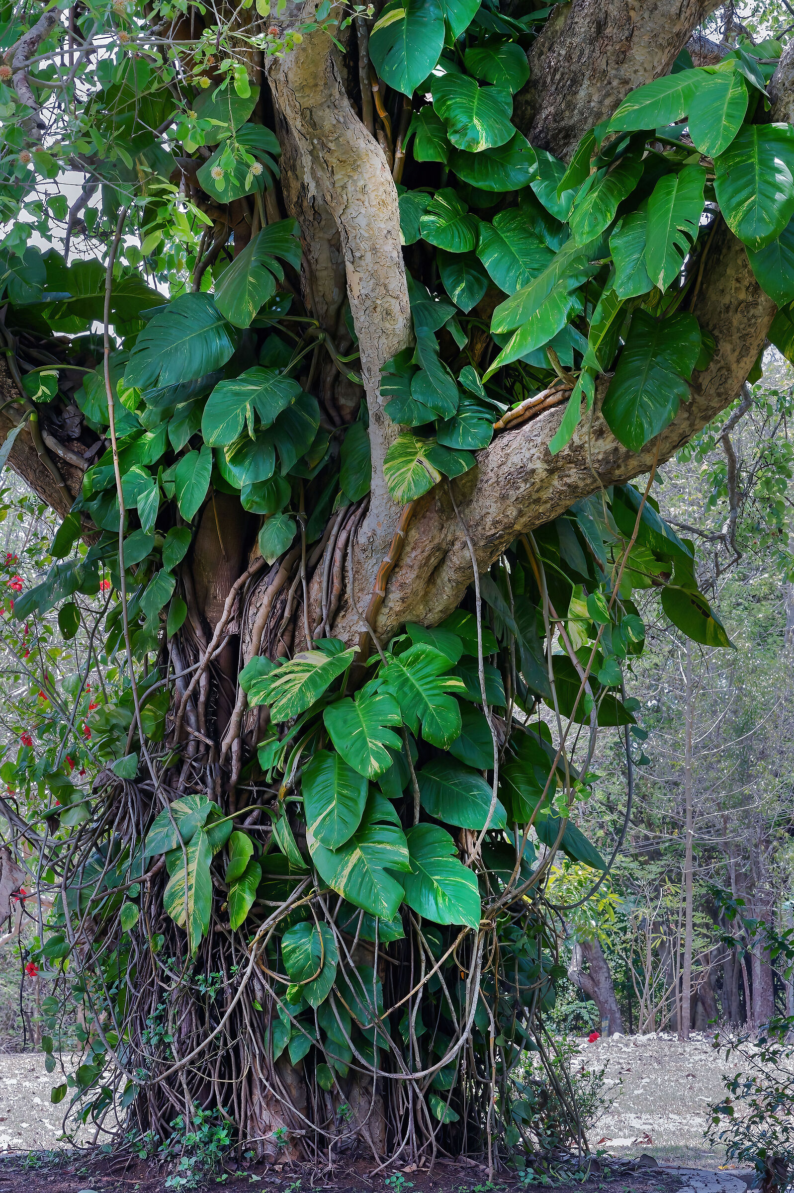 Mytragina parvifolia