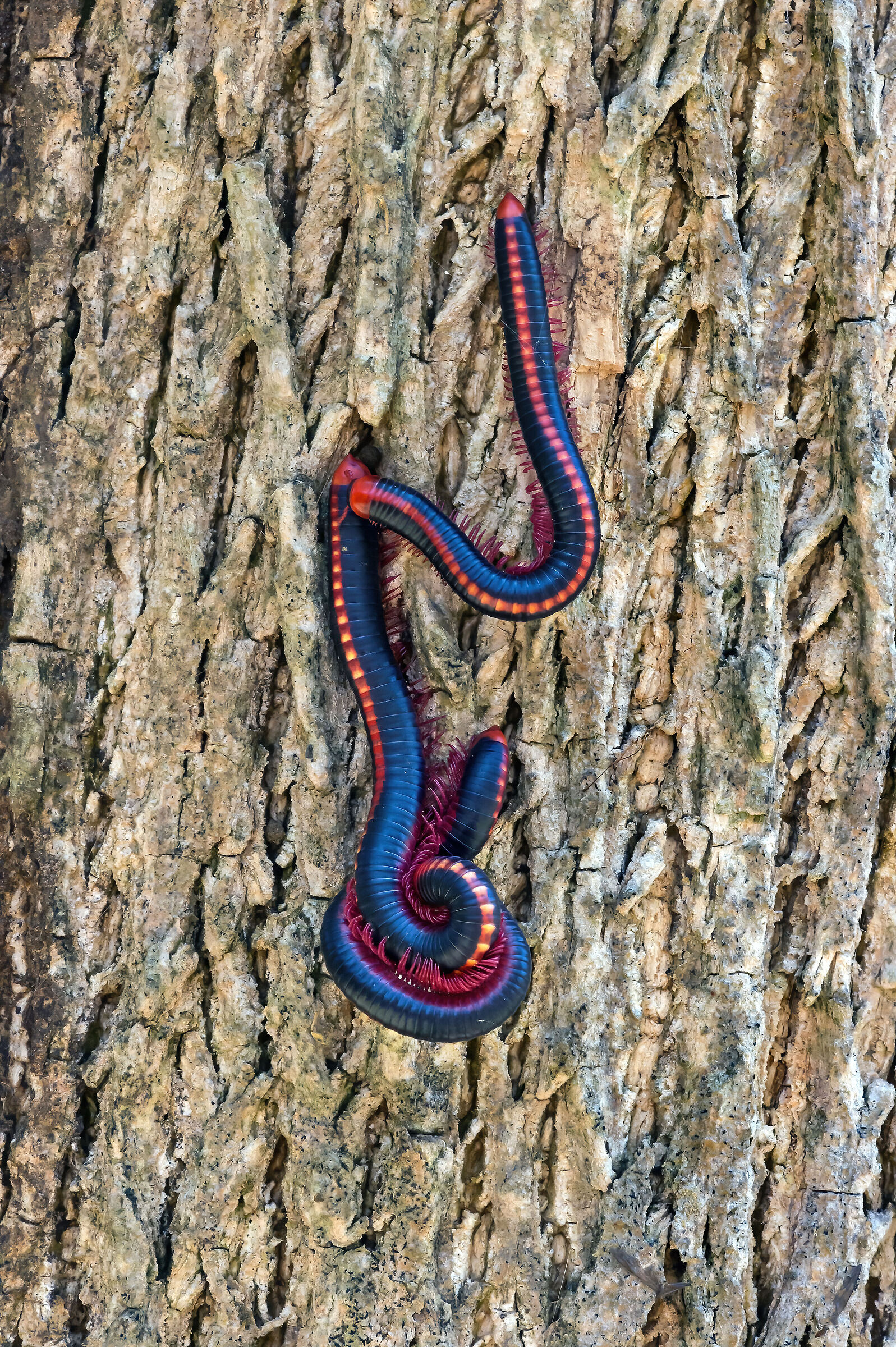 Schizophyllum sabulosum