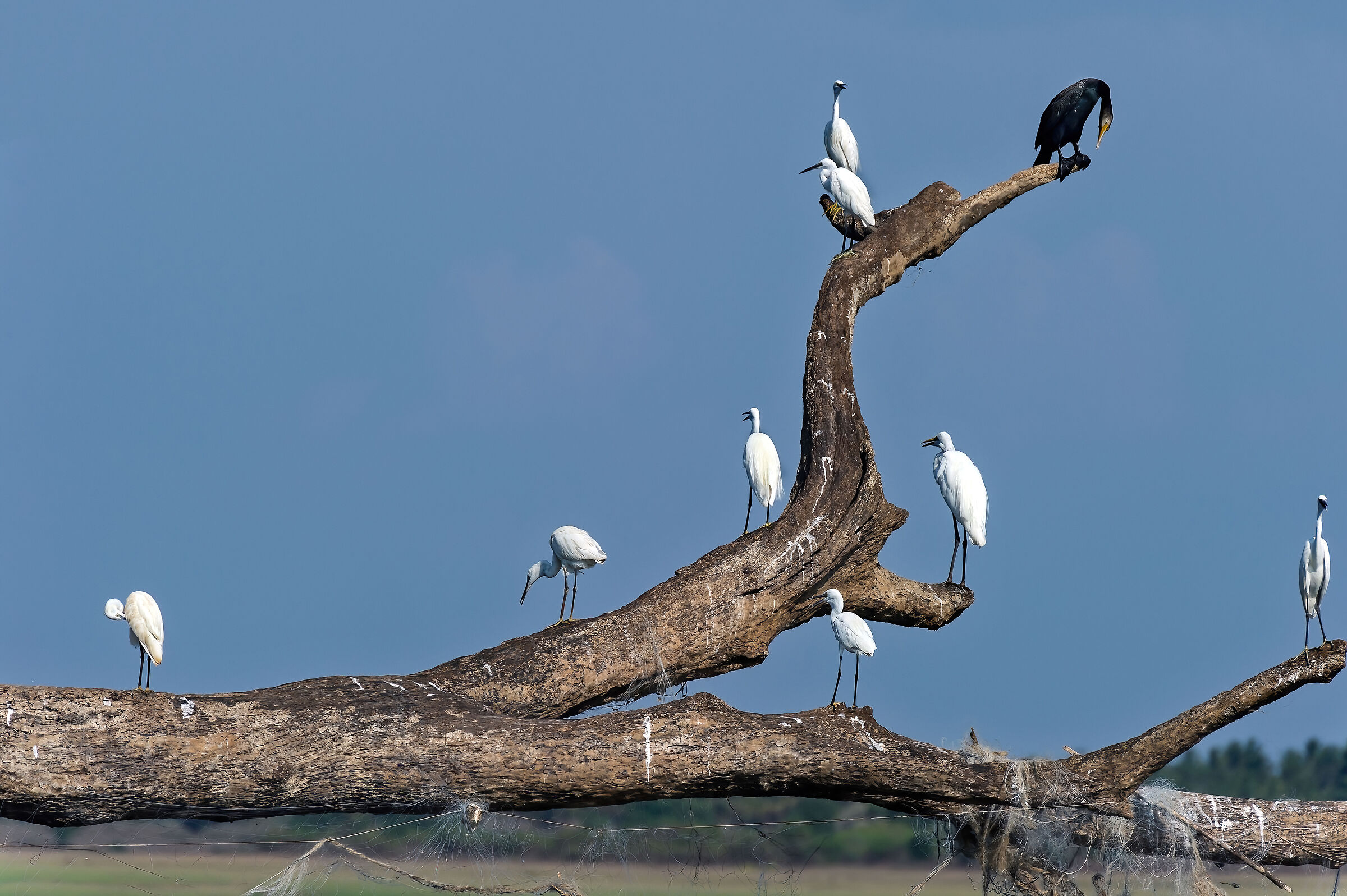 Aironi bianchi e Cormorano