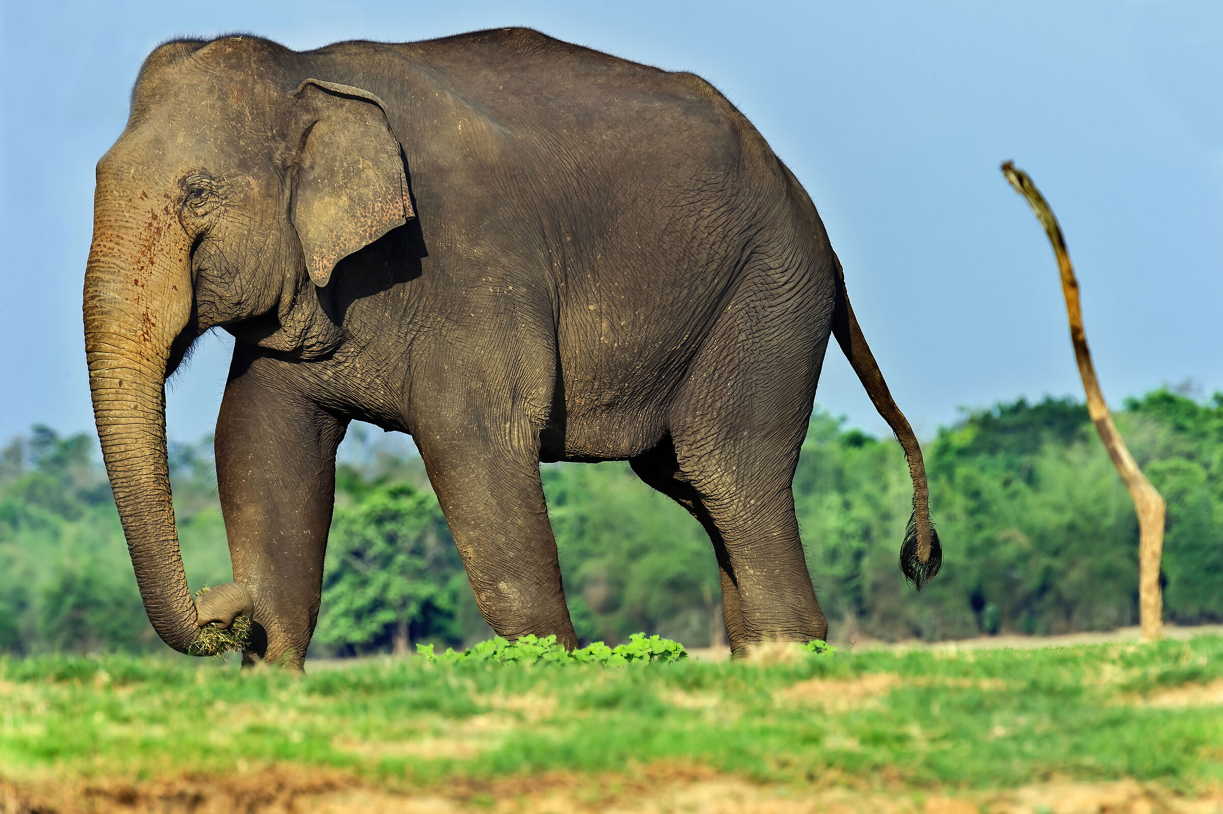 Elefante asiatico (Elephas maximus)