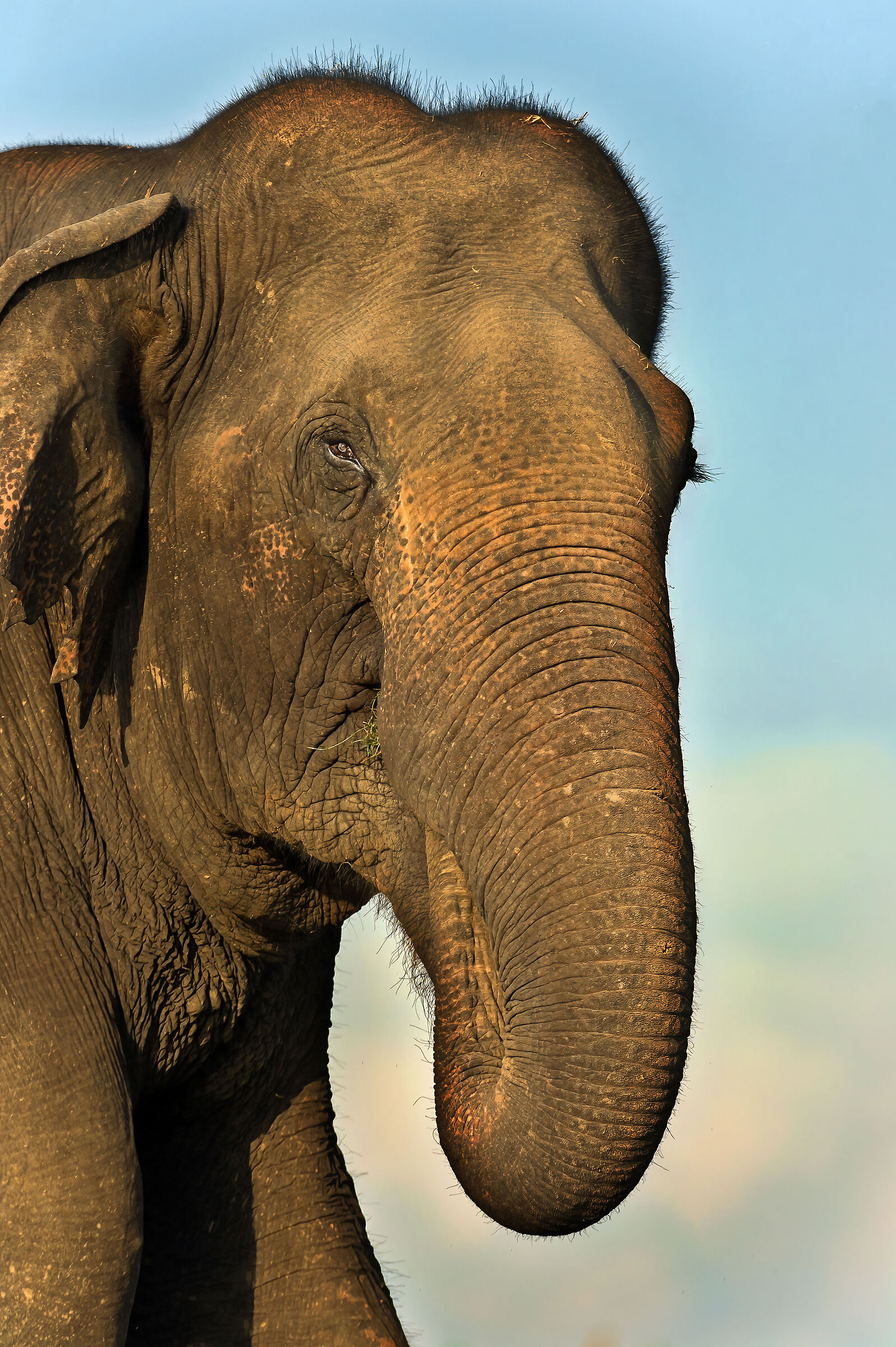 Elefante asiatico (Elephas maximus)