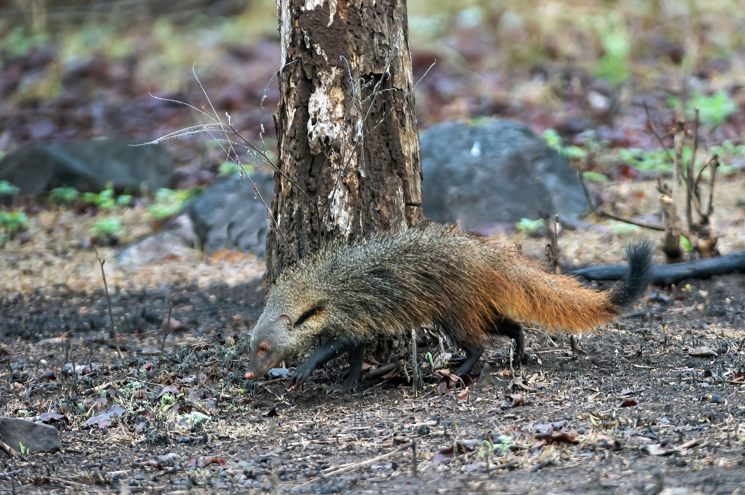 Mangusta collo-striato (Herpestes vitticollis)