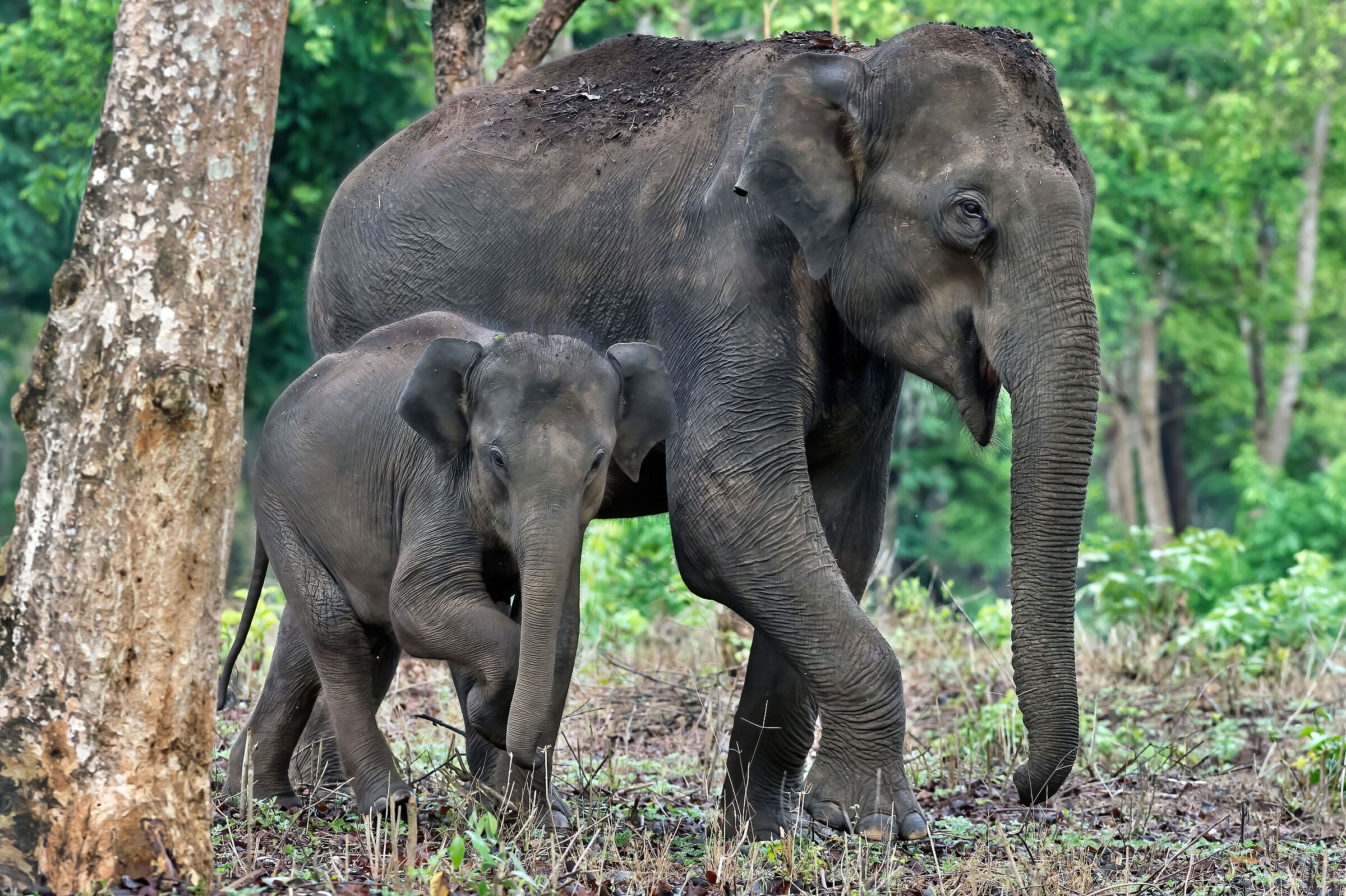 Elefanti asiatici (Elephas maximus)