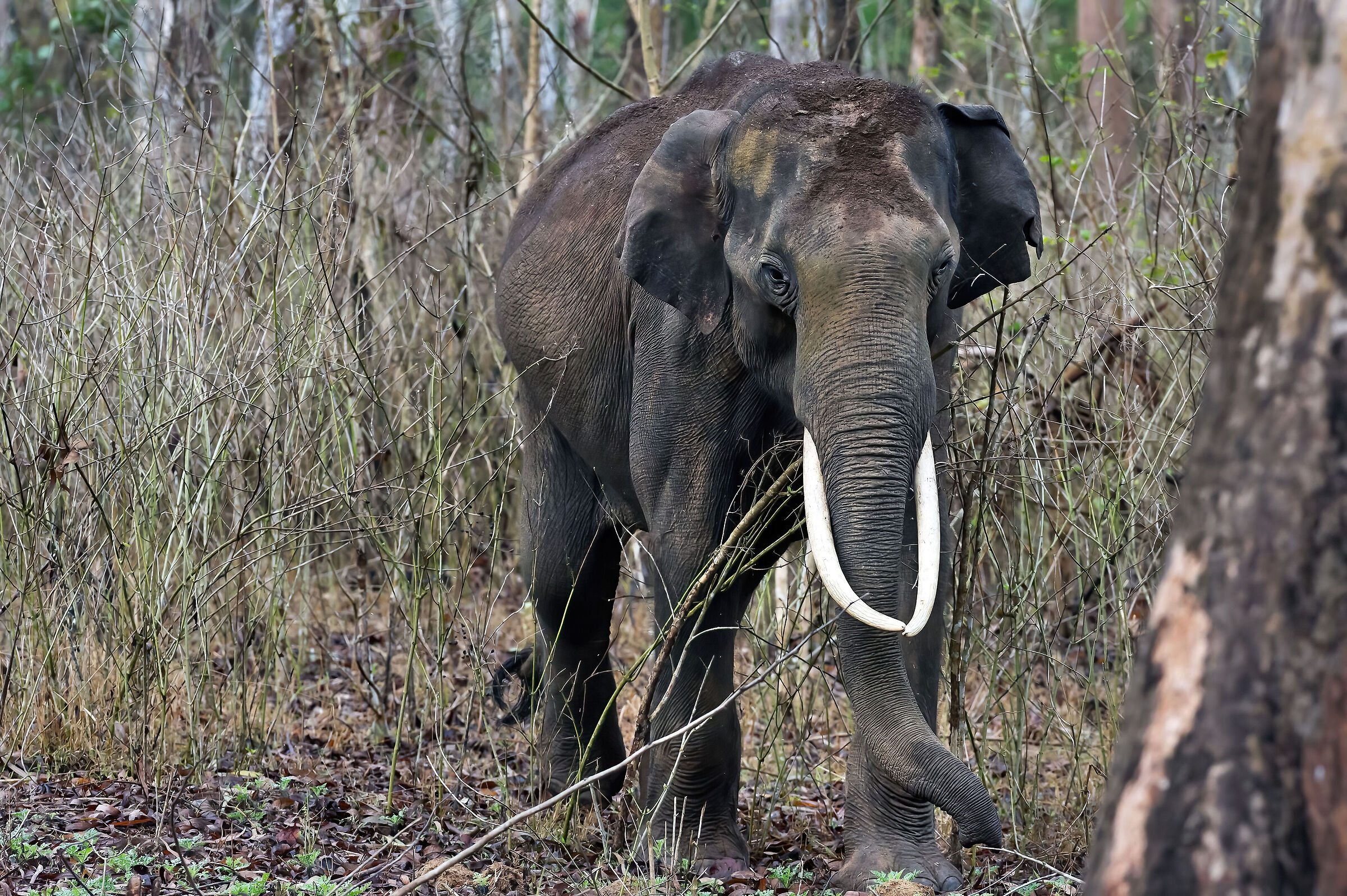 Elefante asiatico (Elephas maximus)