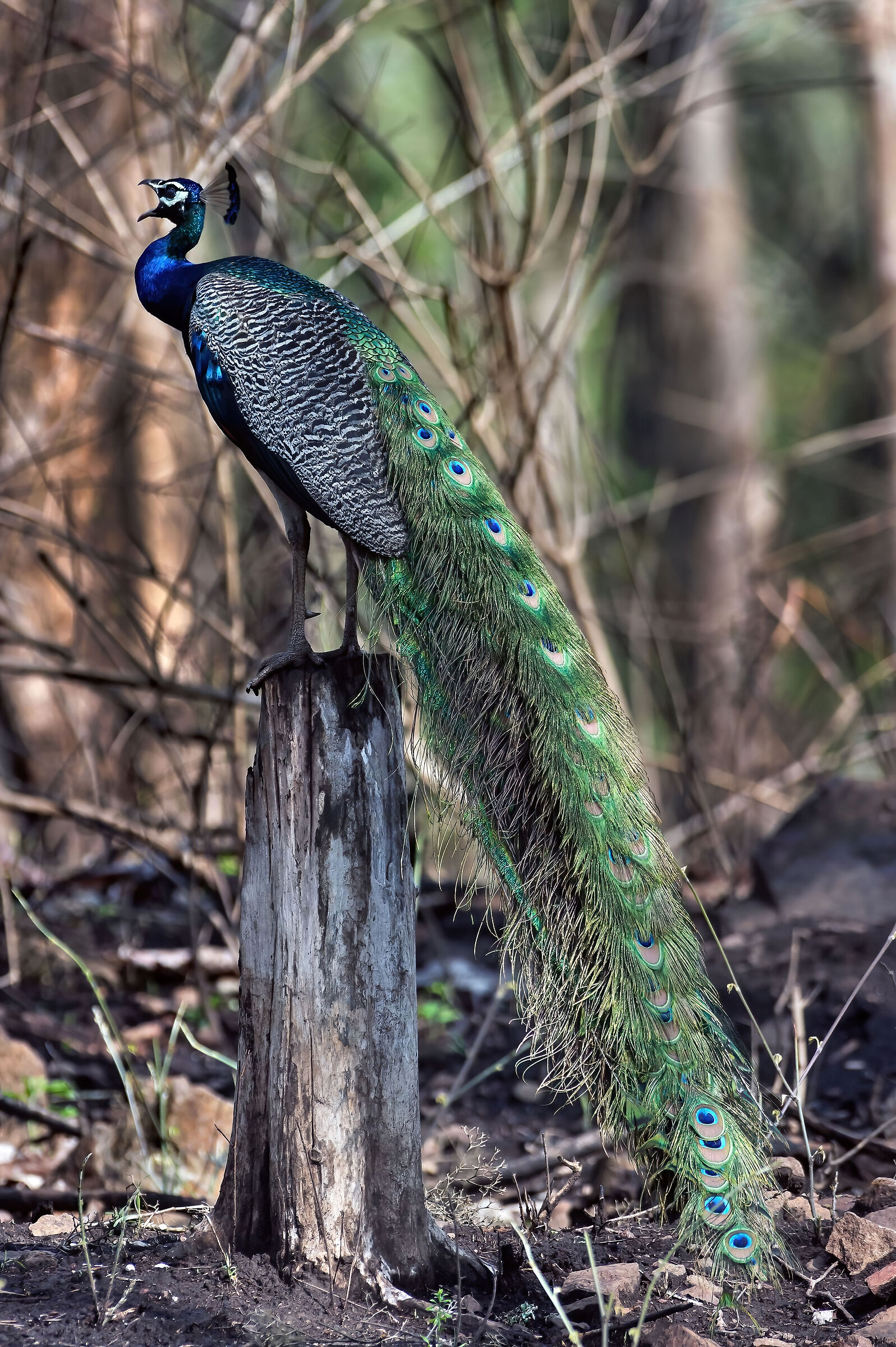 Pavone (Pavo cristatus)