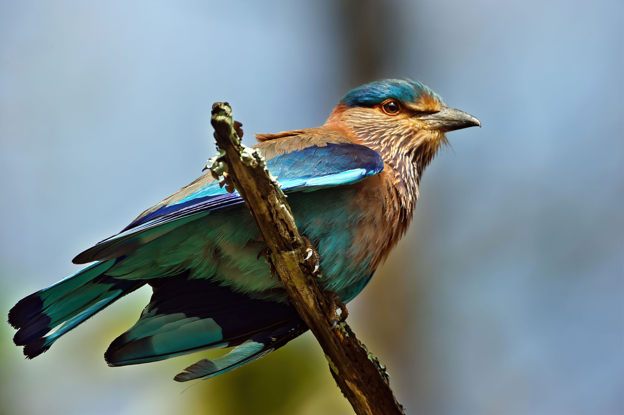 Ghiandaia marina indiana (Coracias benghalensis)