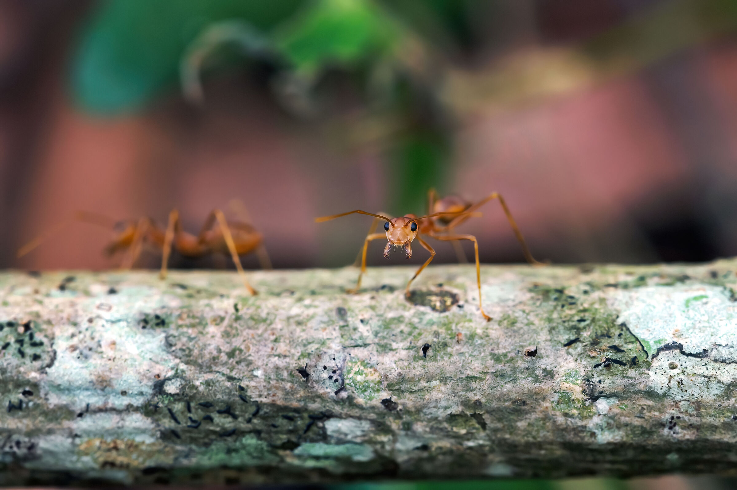Formiche tessitrici (Oecophilla smaragdina)