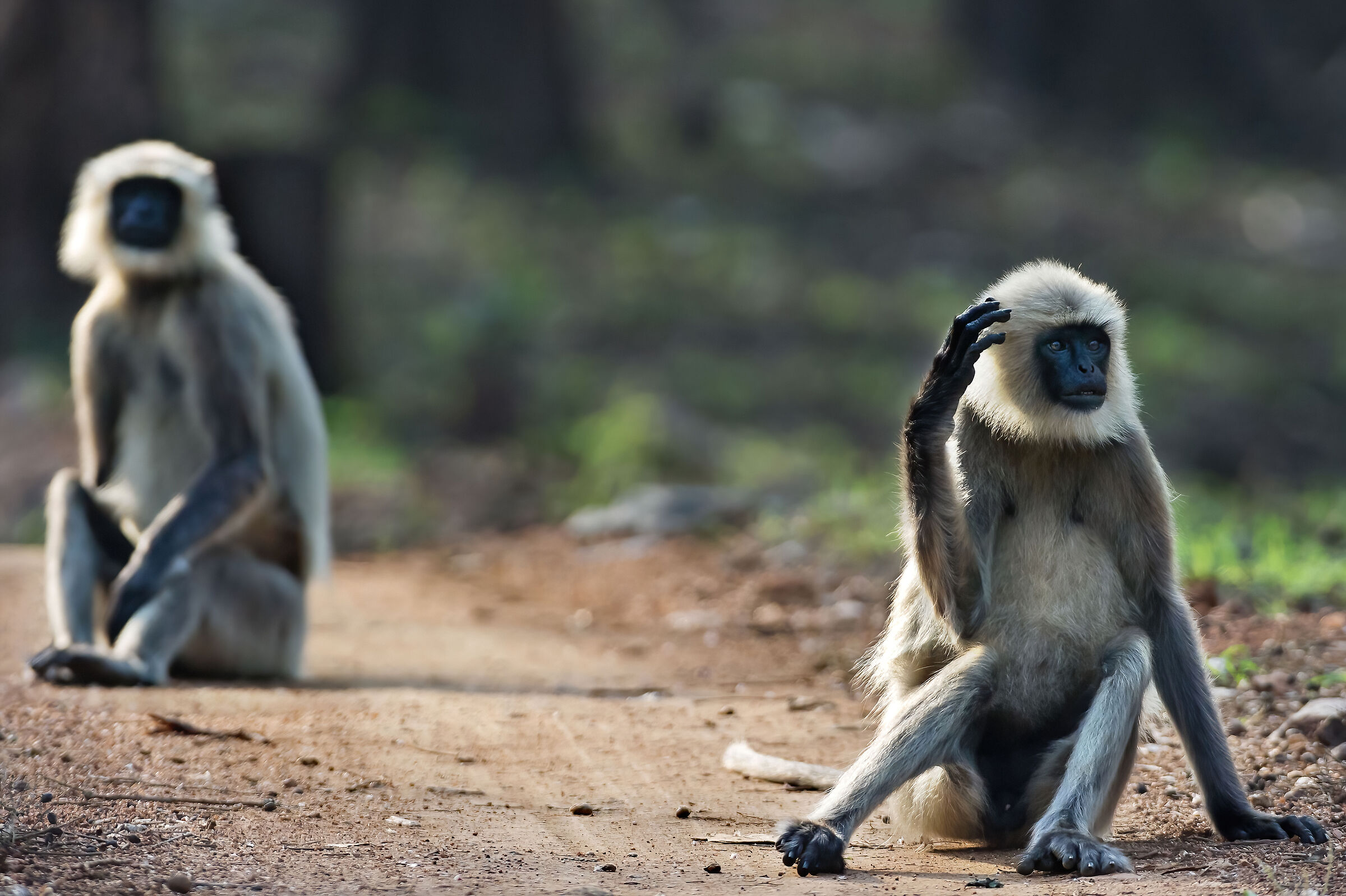 Entelli (Semnopithecus entellus)
