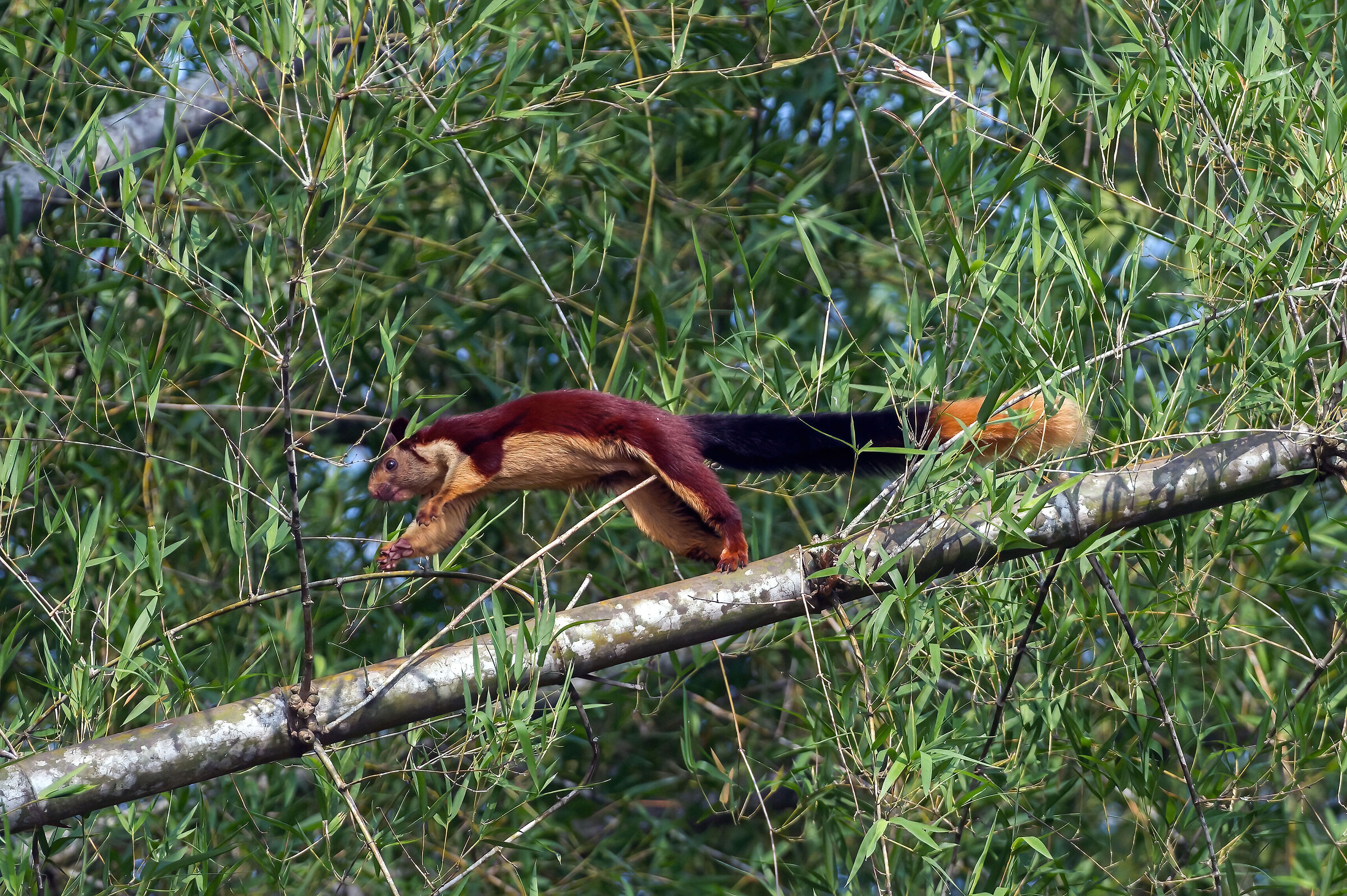 Scoiattolo gigante indiano (Ratufa indica)