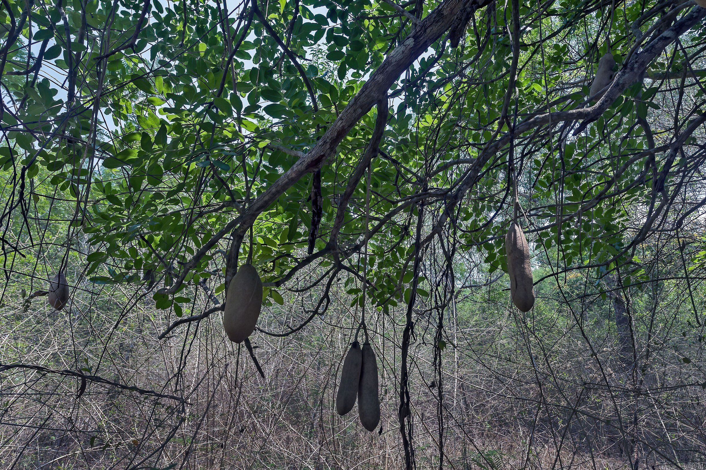 Albero dei salami (Kigelia pinnata)