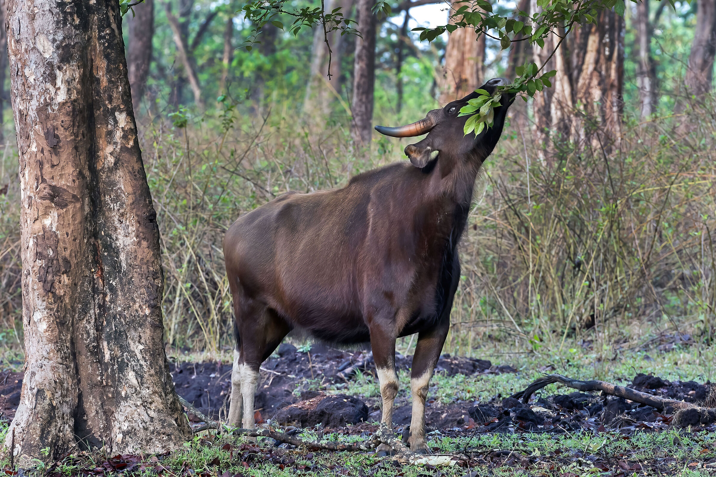 Bisonte indiano (Bos gaurus)